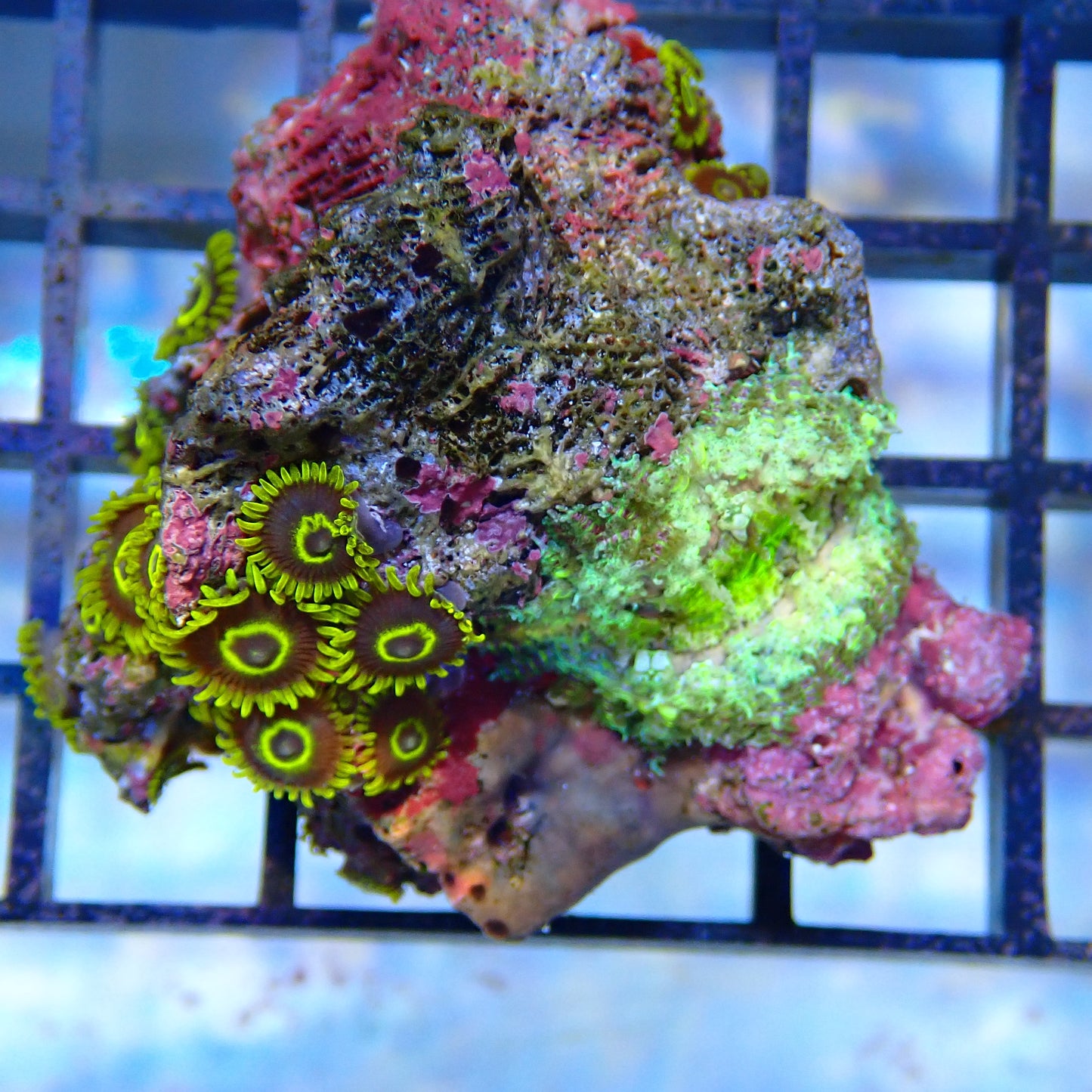 WYSIWYG Zoa Anemone Combo