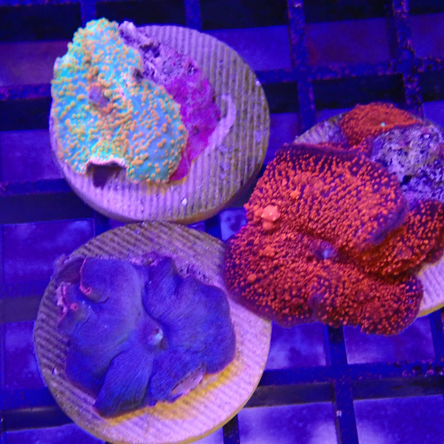 WYSIWYG Mushroom Pack - 1