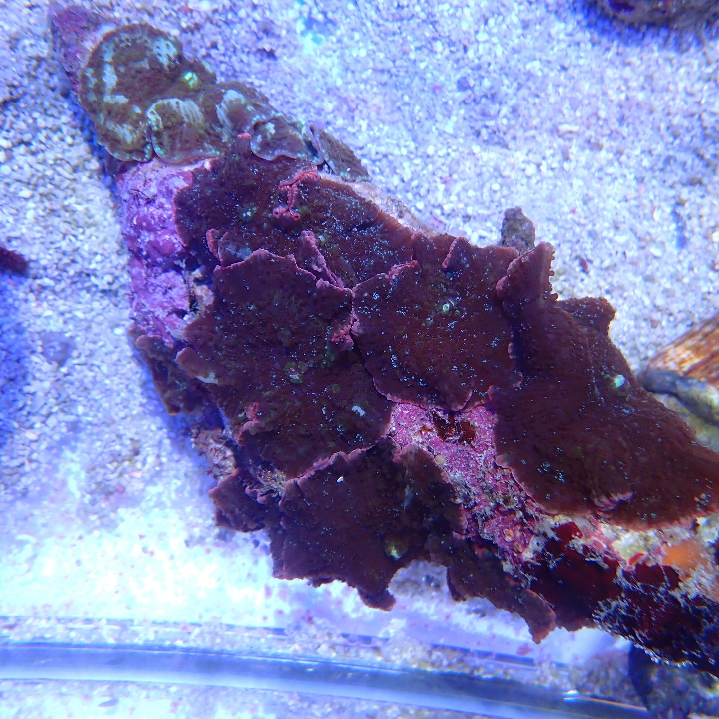 WYSIWYG Mushroom rock 2