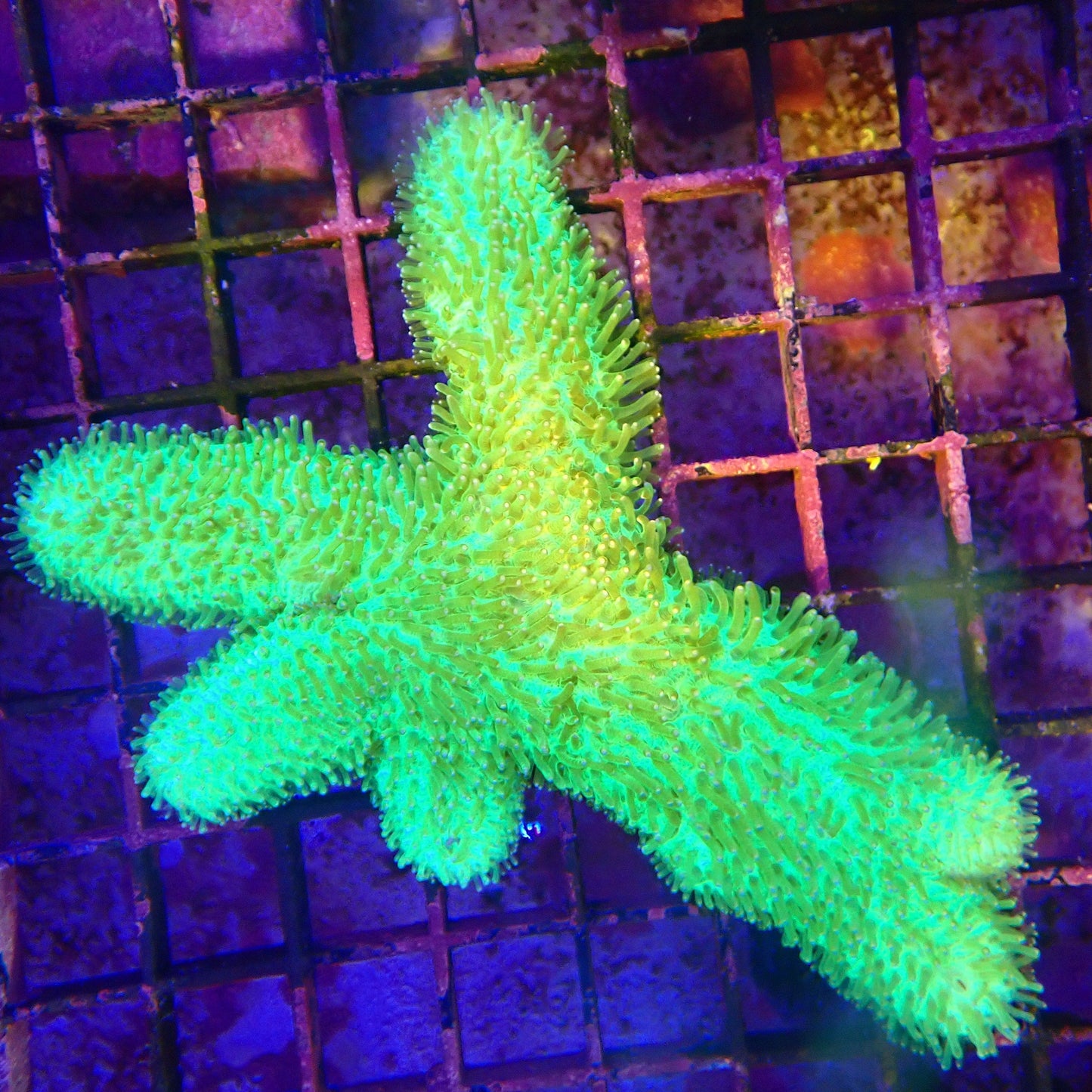 WYSIWYG - Slipper Coral