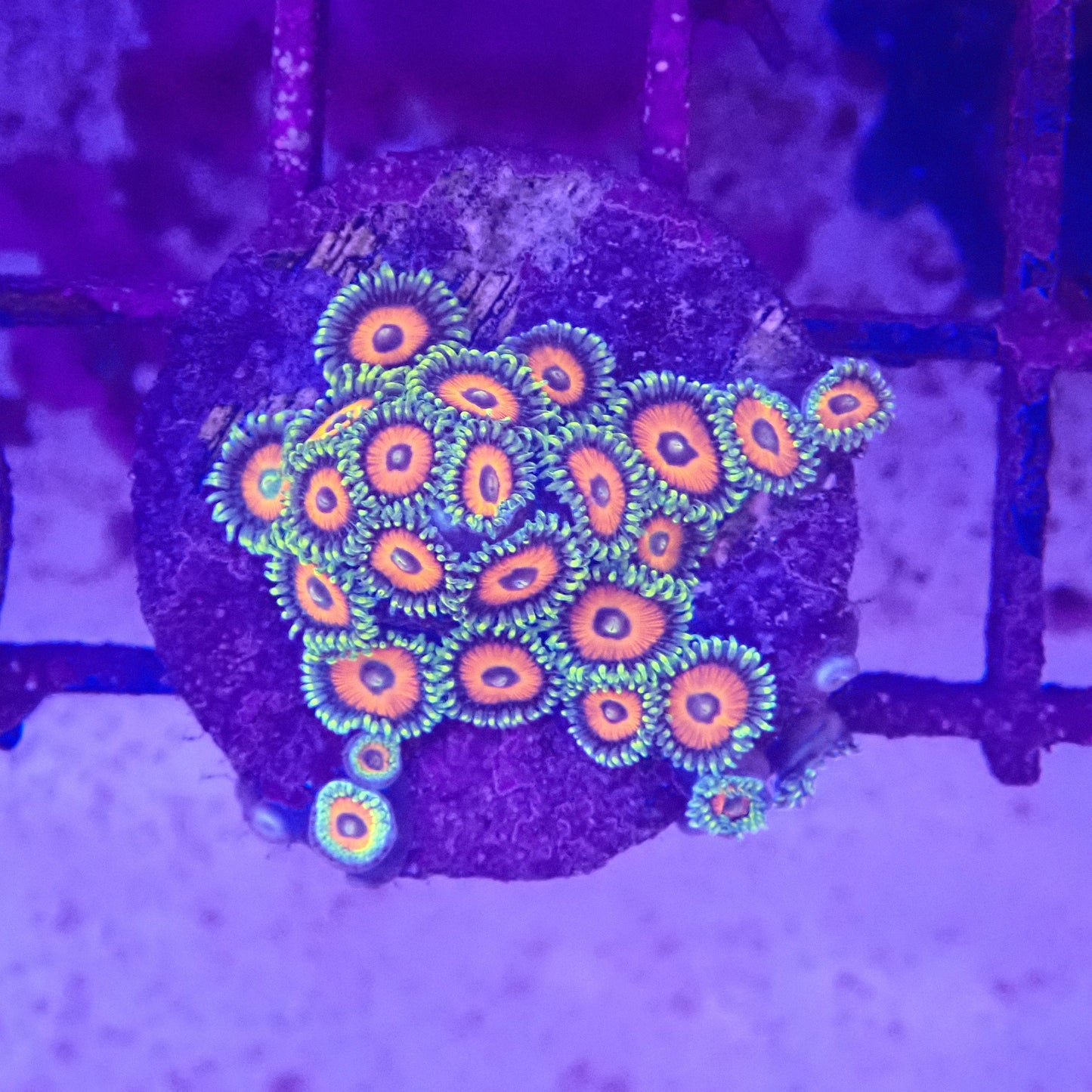WYSIWYG Zoanthid Frag 1