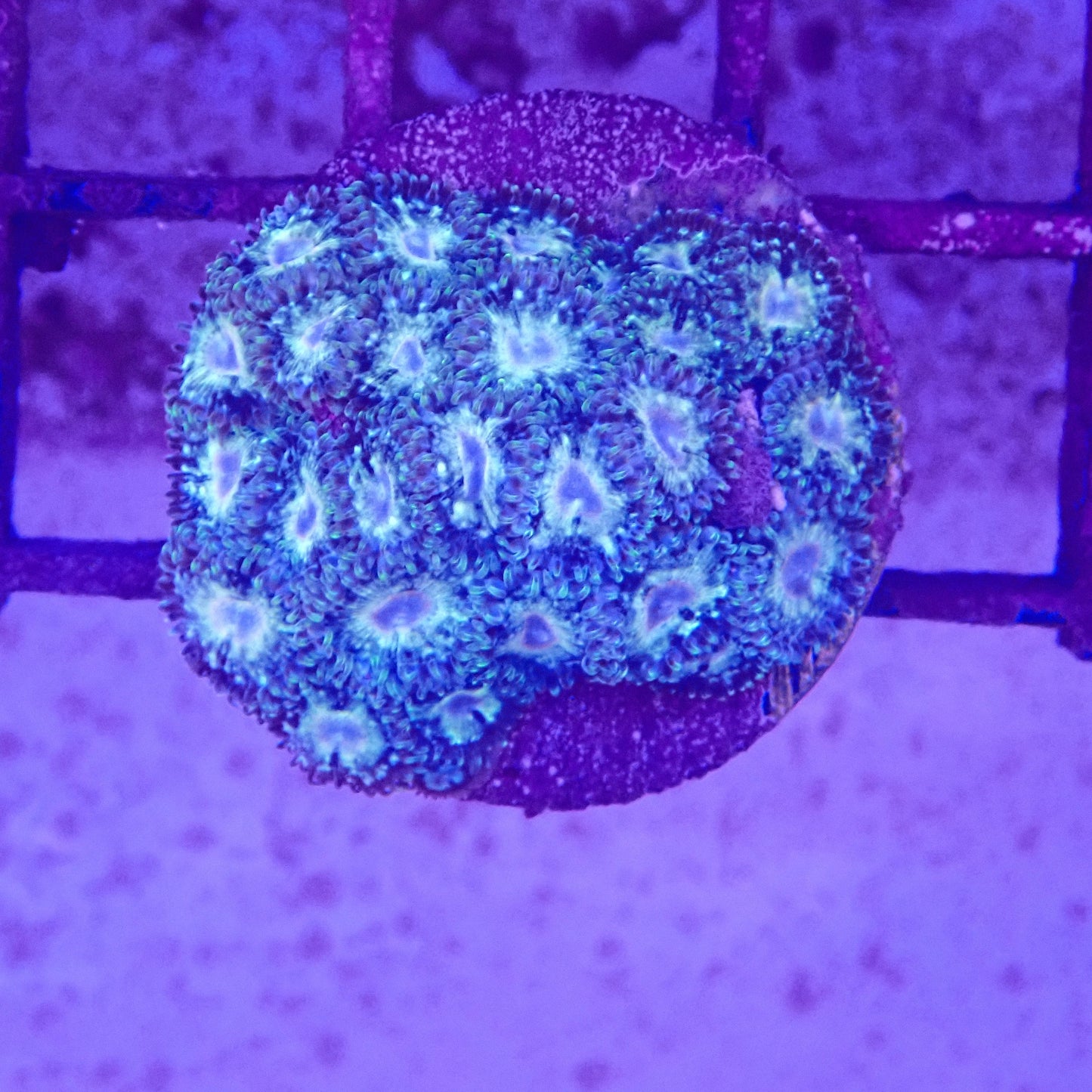 WYSIWYG Zoanthid Frag 3