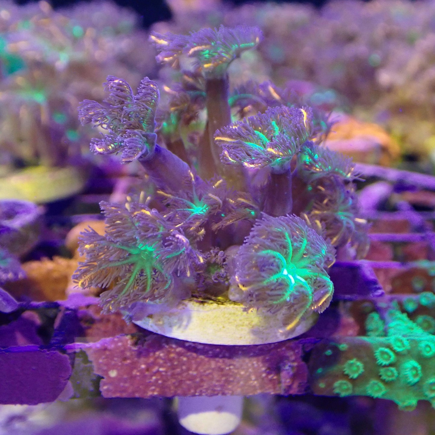 WYSIWYG - Firework Clove Polyps