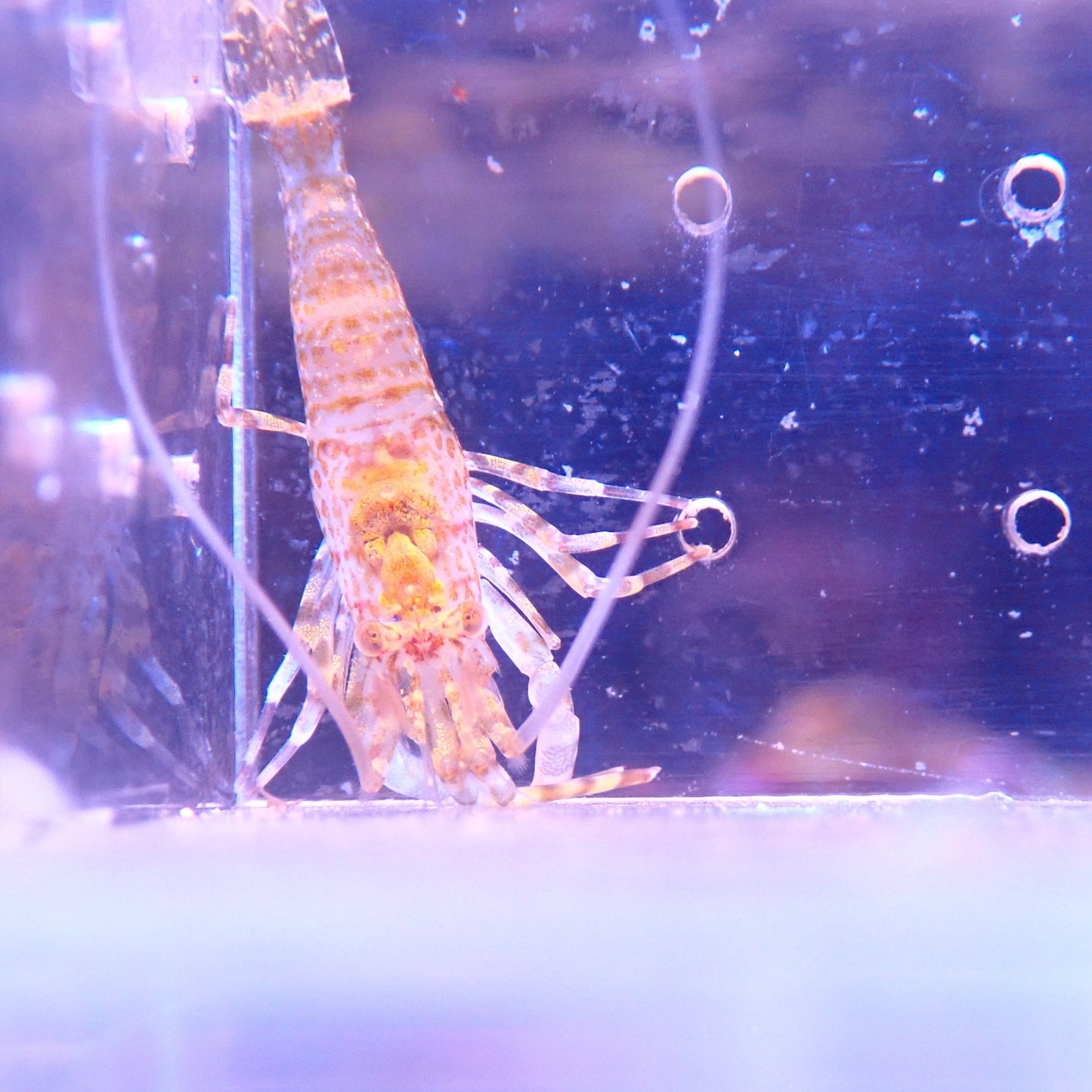 Alien Shrimp (Eats Bryopsis)