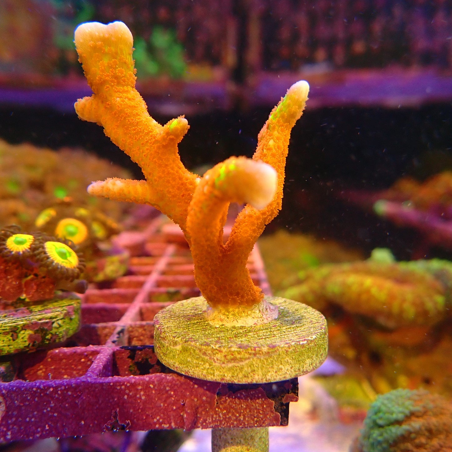 WYSIWYG - Bubble Gum Digi