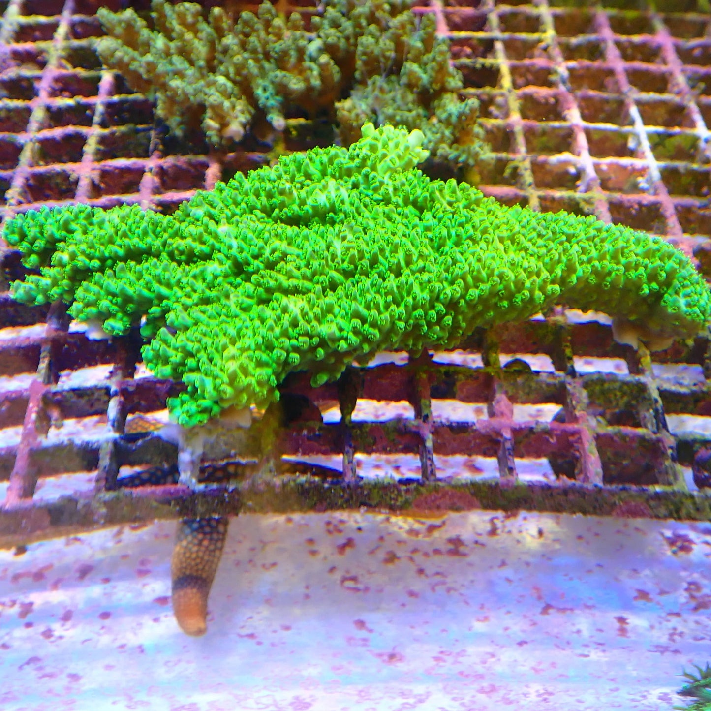 WYSIWYG Acropora Colony 3