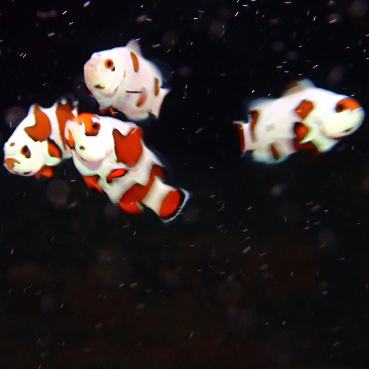 Orange Storm Clownfish
