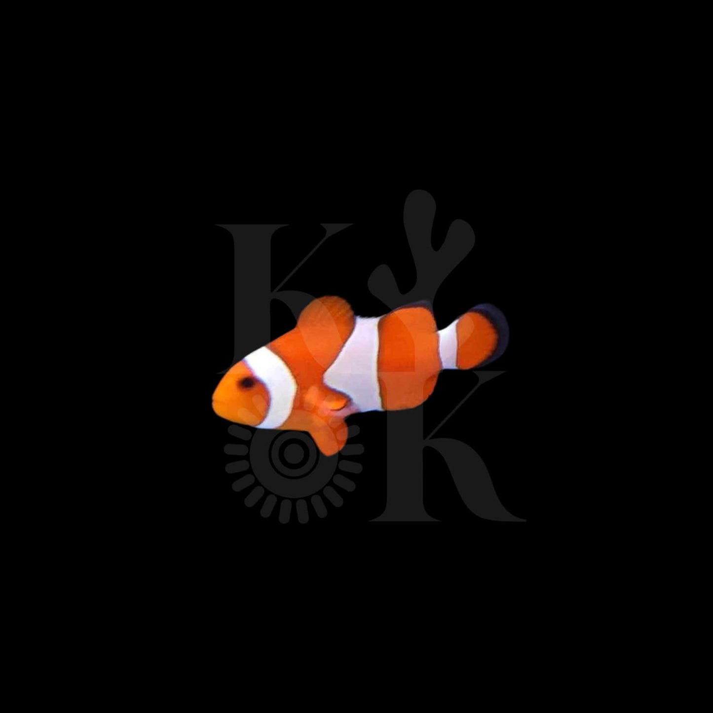 Clownfish