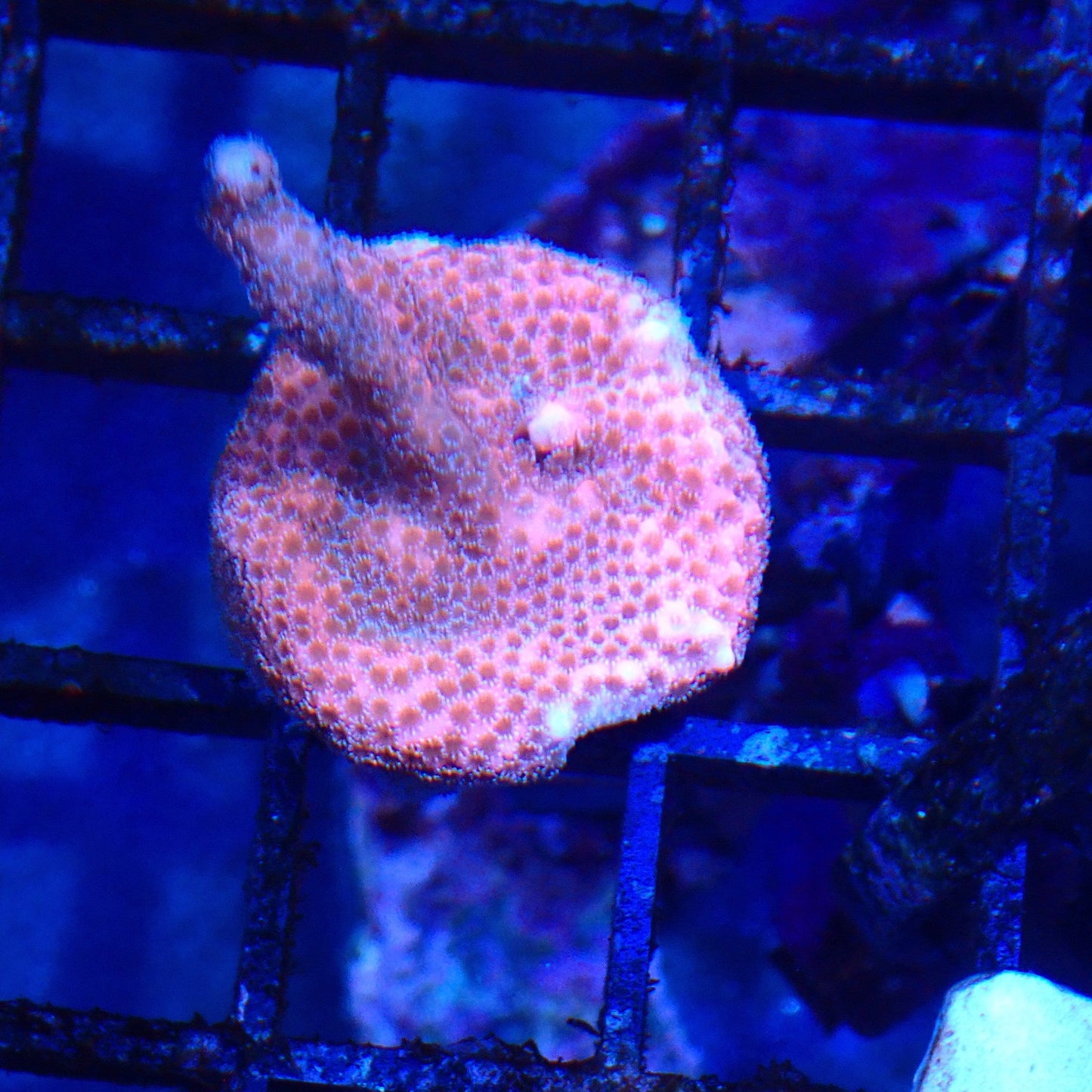 Pink Montipora Digitata Frag