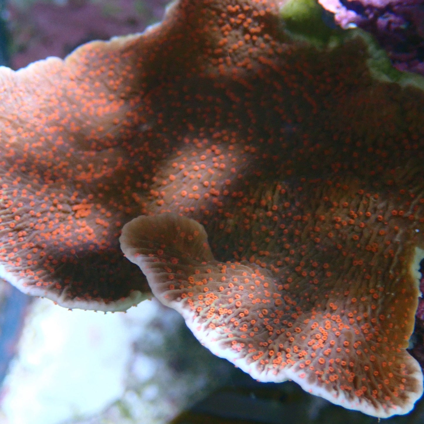 Red Roses Montipora Frag