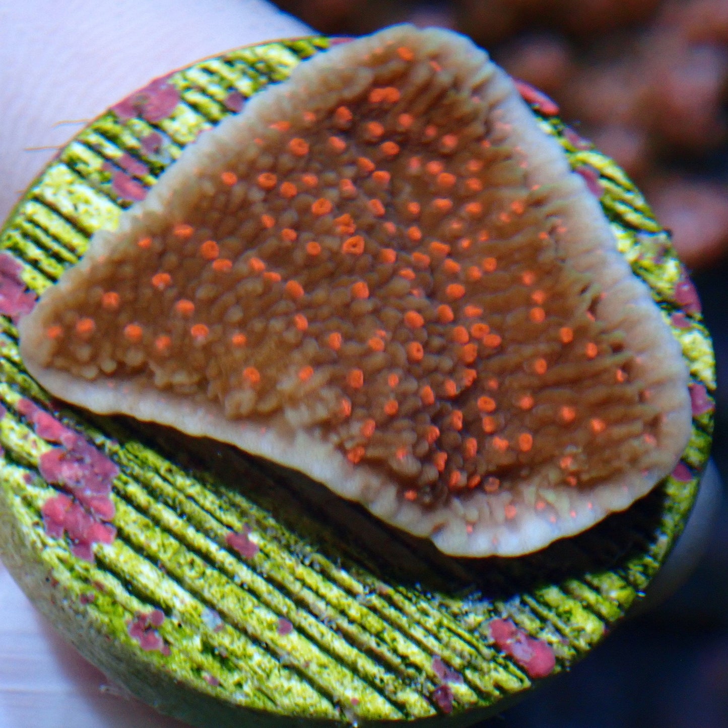Red Roses Montipora Frag