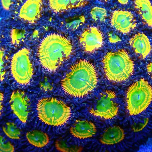 Sunny D Zoanthid Frag