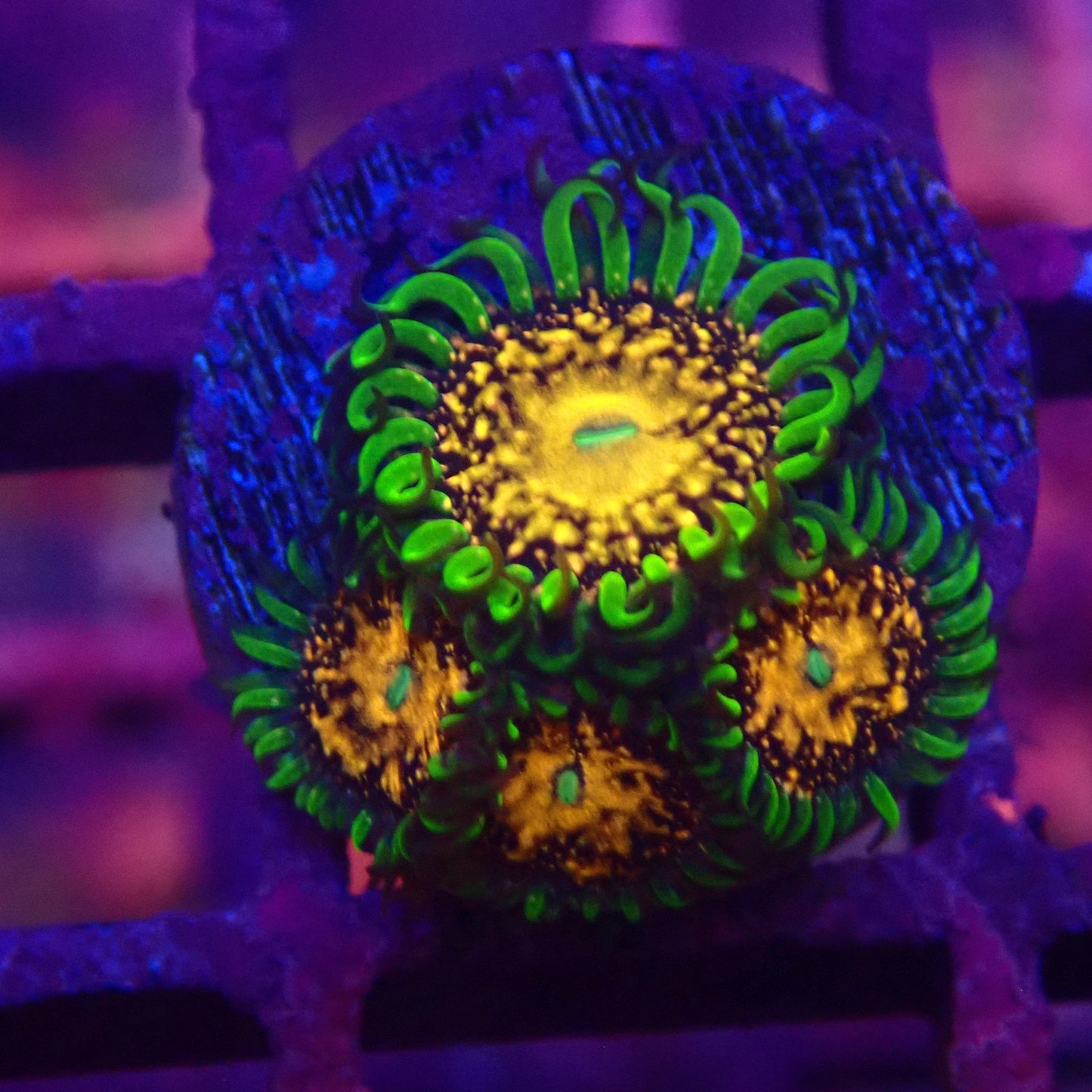 Texas Grim Reaper Zoanthid Frag