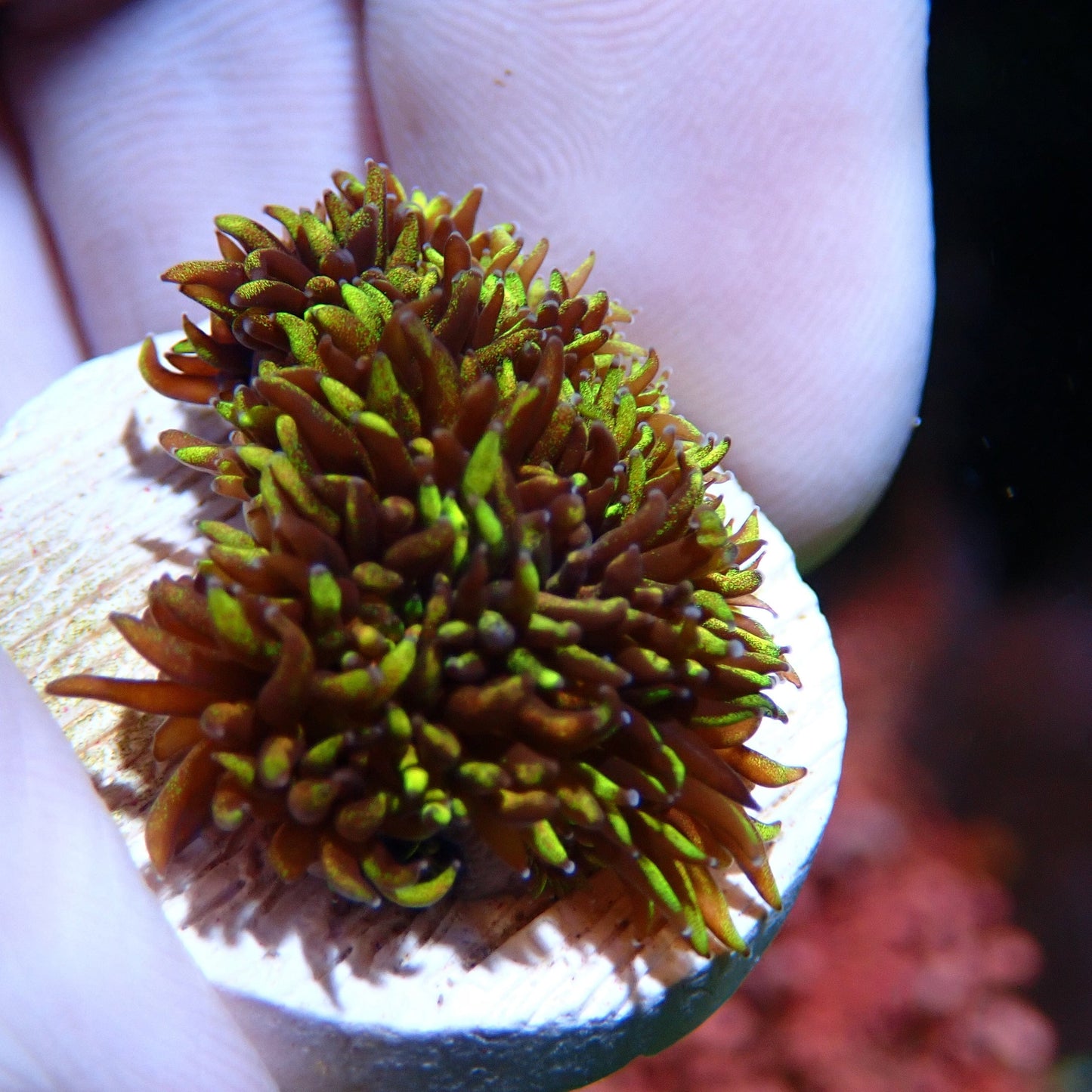 Ultra Goni Frag