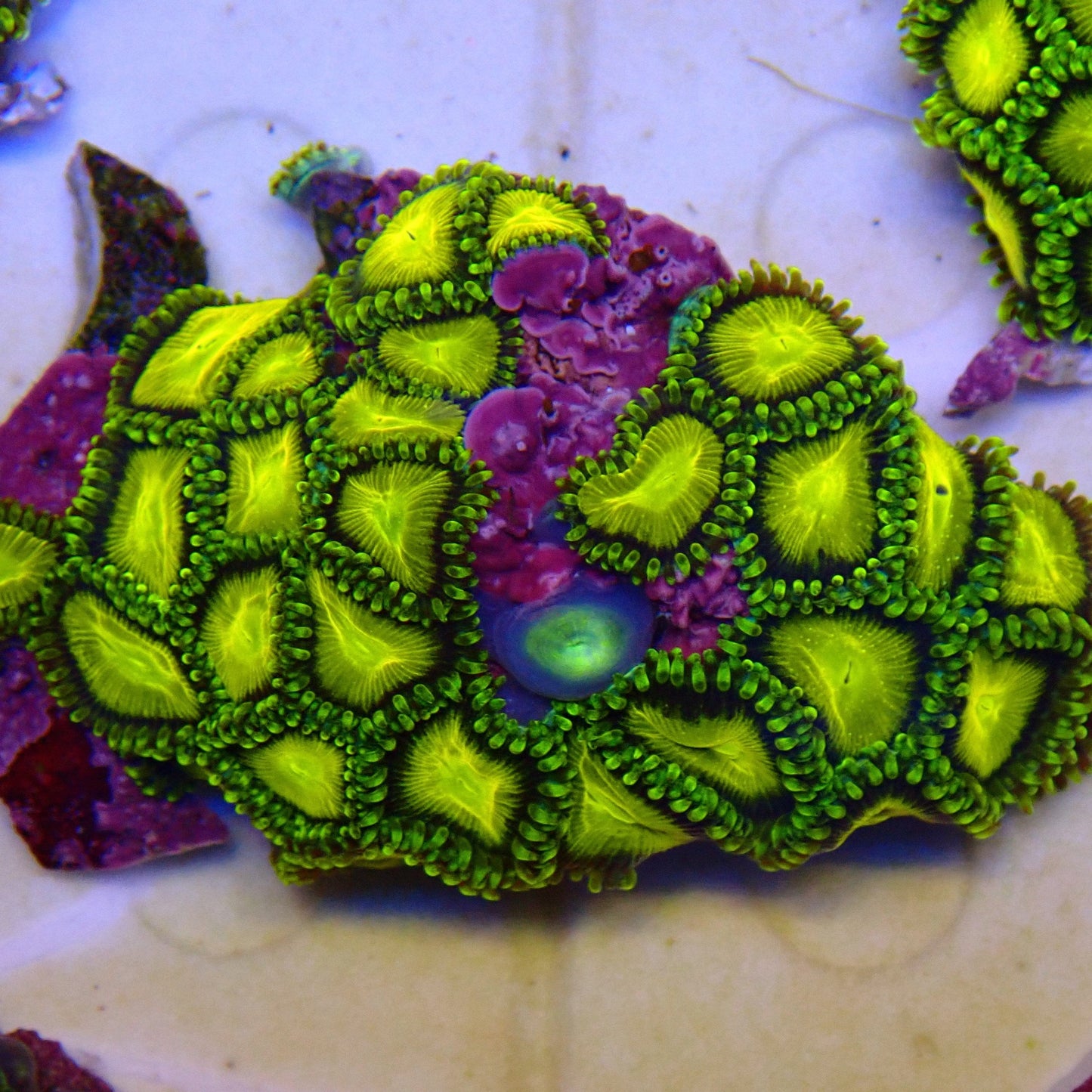 Yellow Brick Road Zoanthid Frag