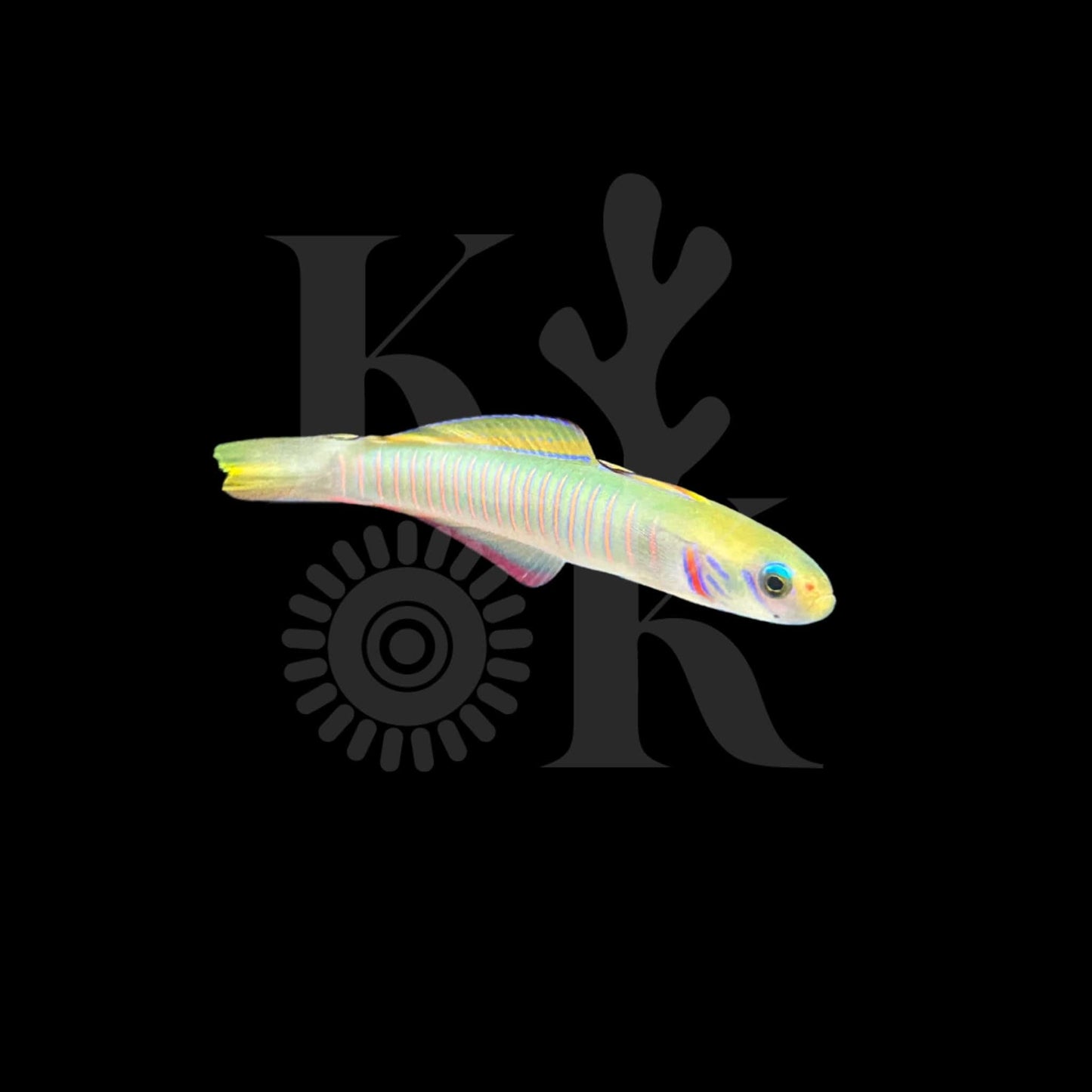 Zebra Barred Dartfish