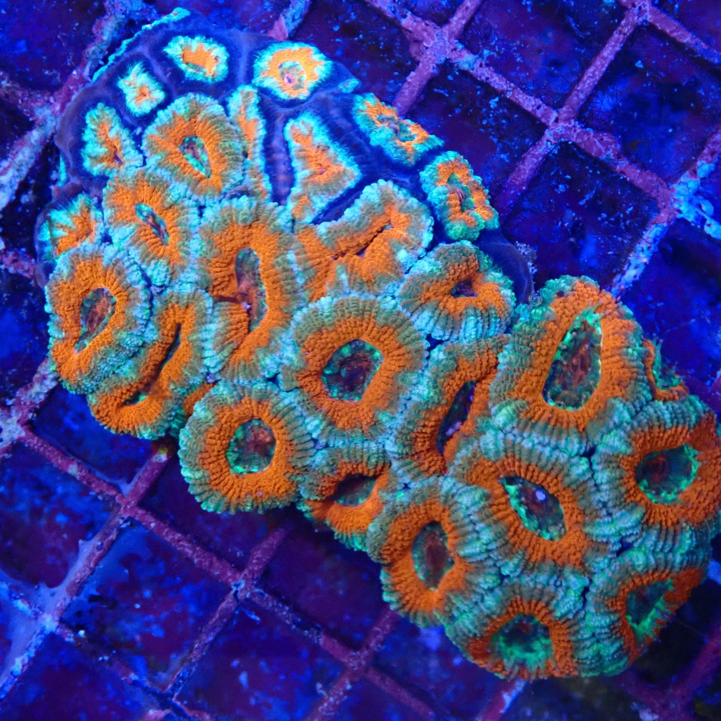 WYSIWYG Acan 1