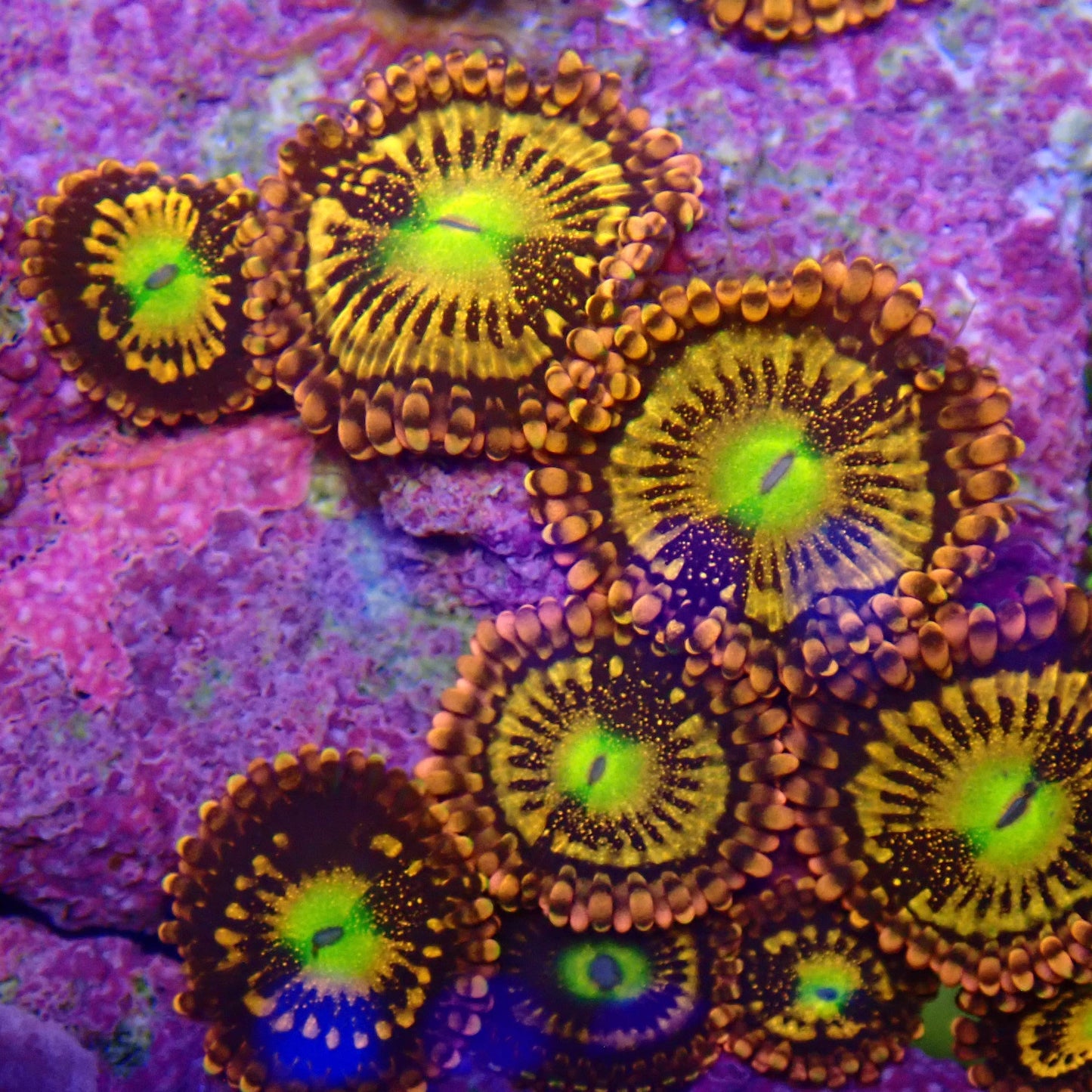 Alien Antivenom Zoanthid Frag