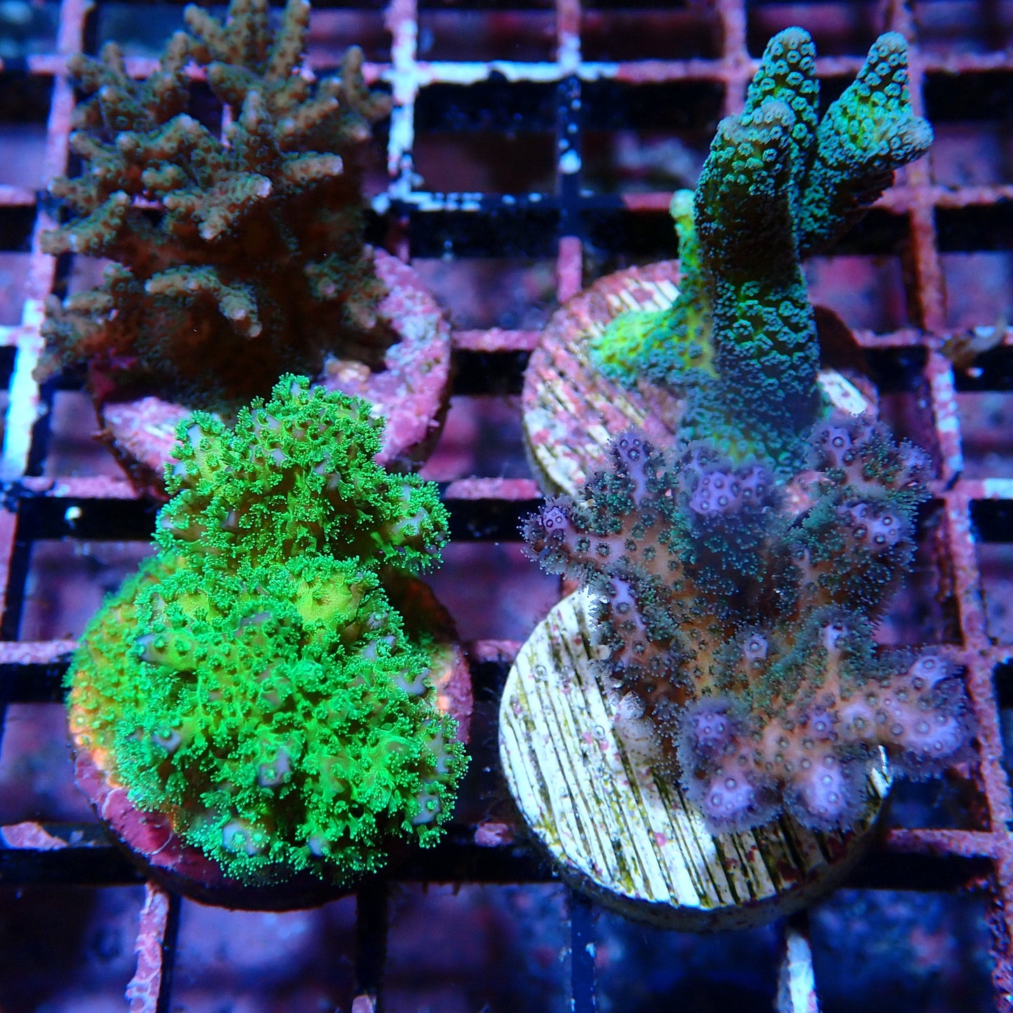 Beginner SPS Pack 1