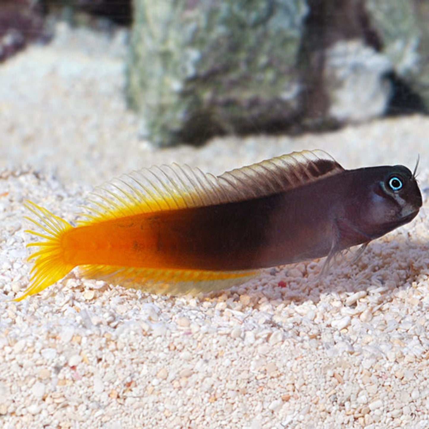 Bicolour Blenny
