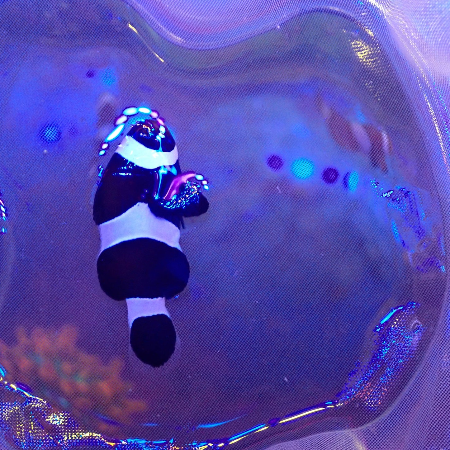 Black Clownfish