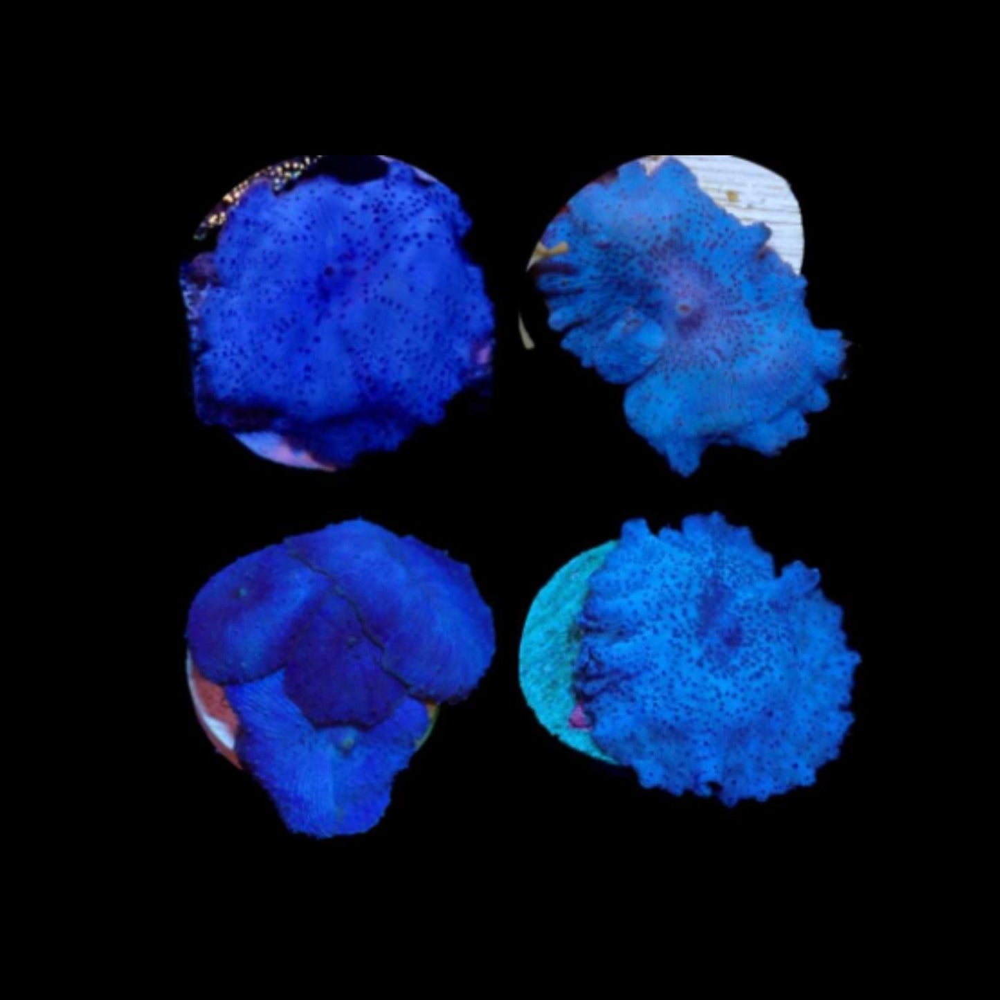 Blue Morph