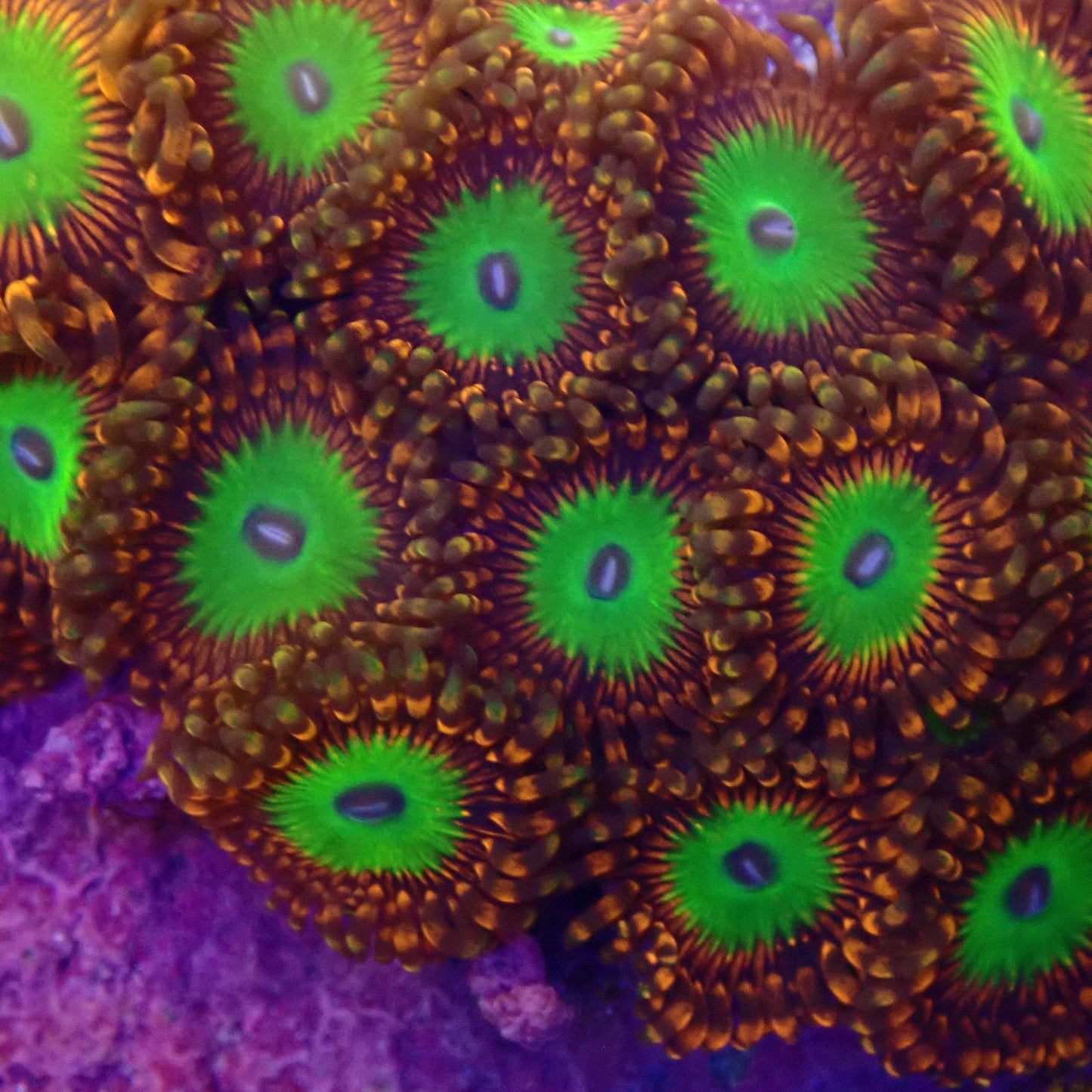 Candy Apple Orange Zoanthid Frag