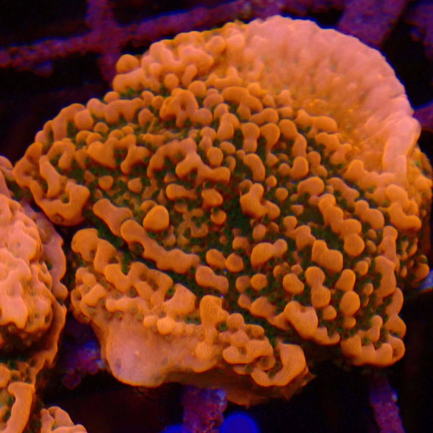 Cherry Tree Montipora Frag