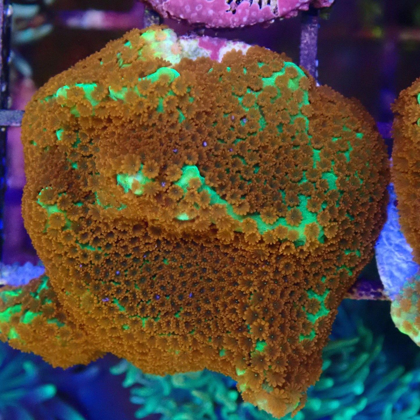 Chilli Pepper Montipora Frag