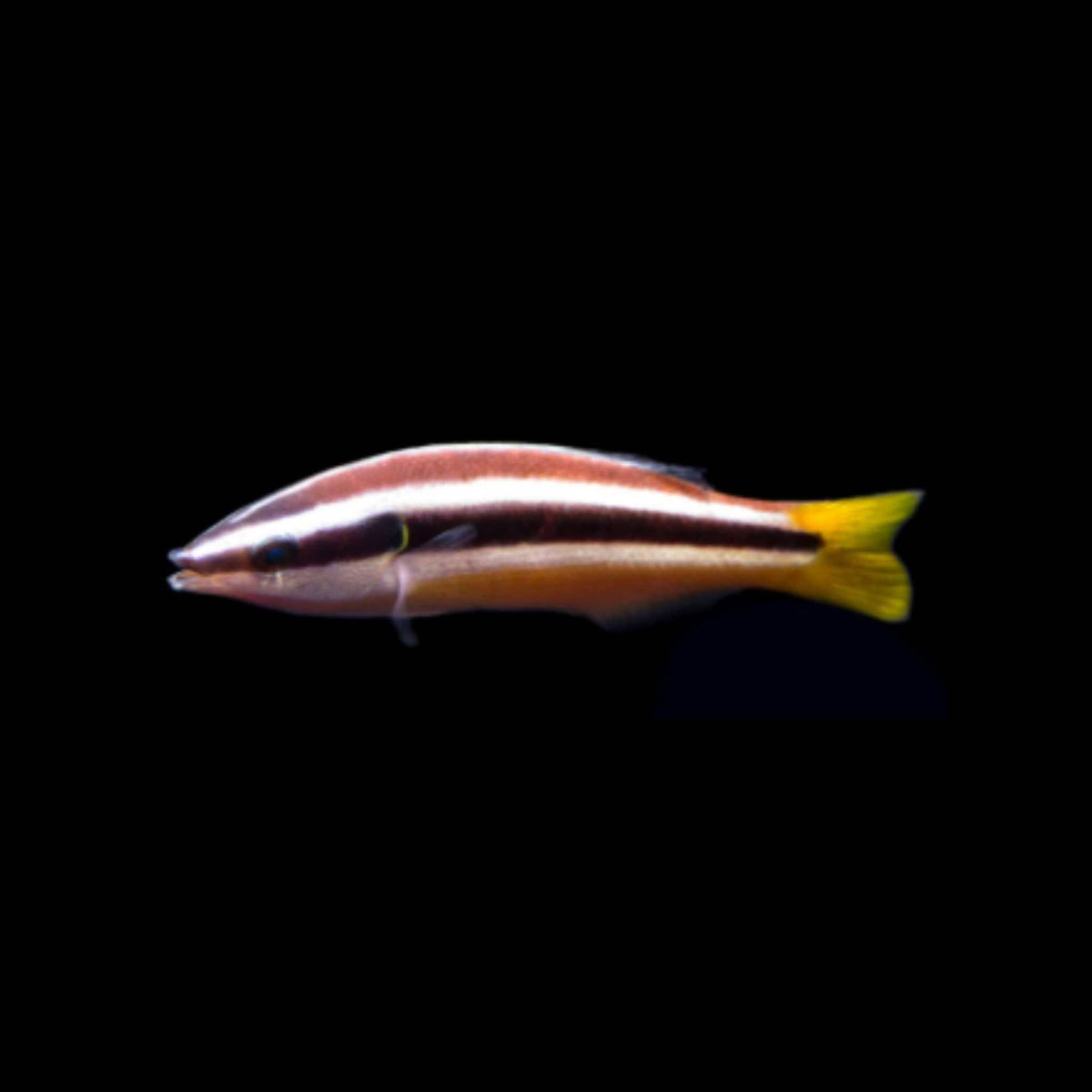 Julii cleaner wrasse