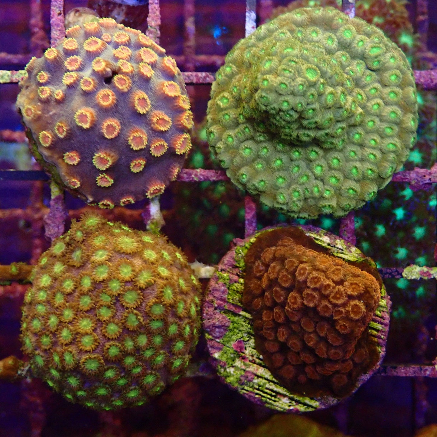 WYSIWYG Cyphastrea Pack -1