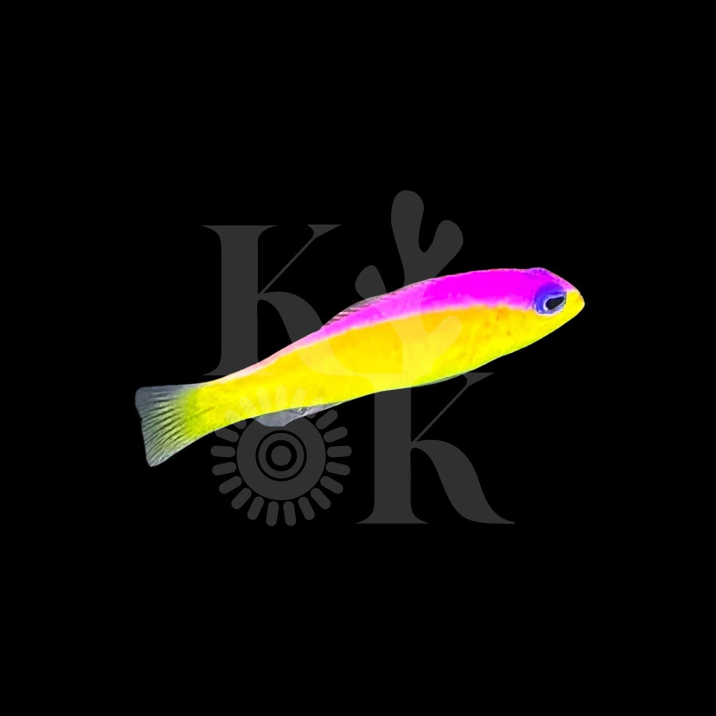 Diadema Dottyback (Pickup Only)