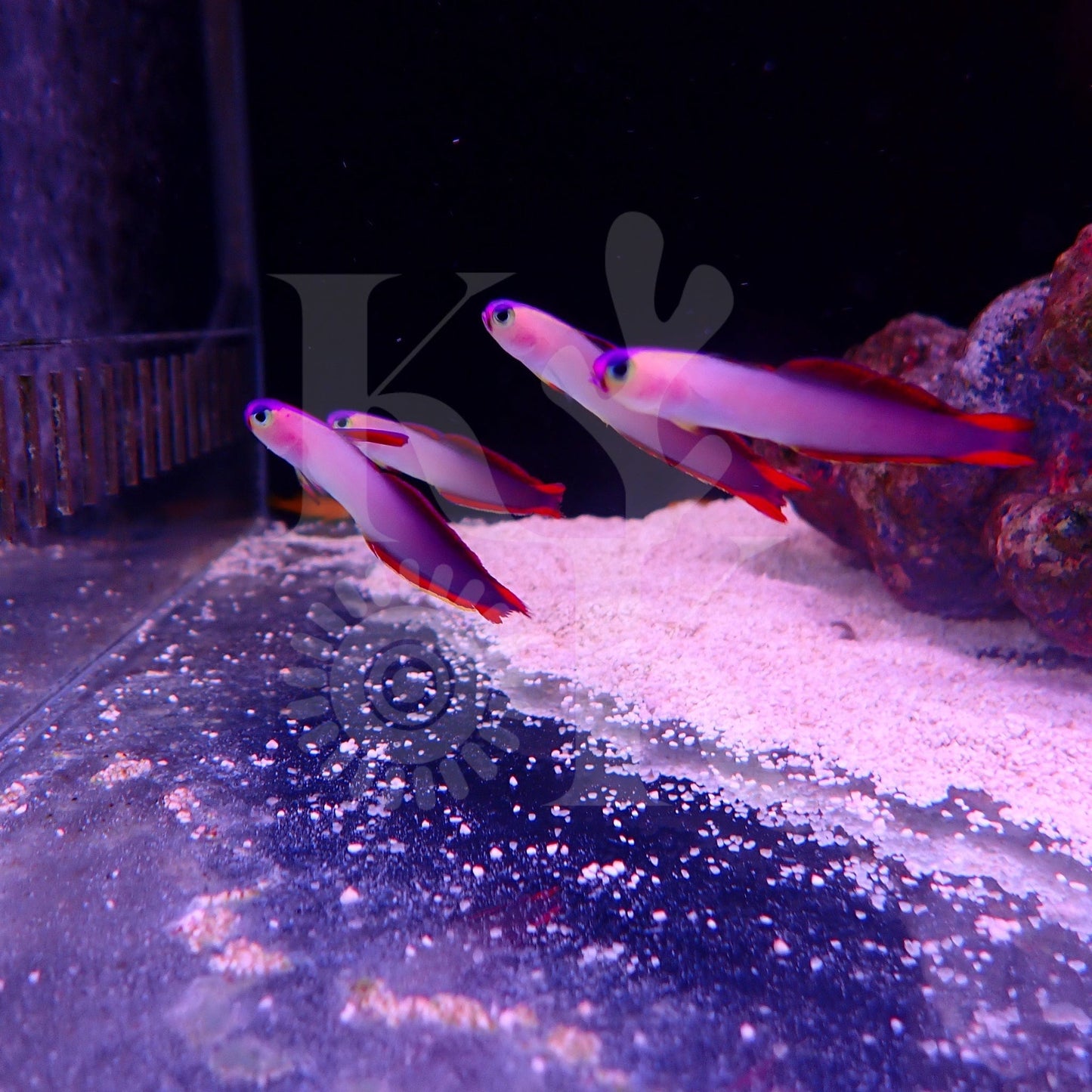 Purple Firefish