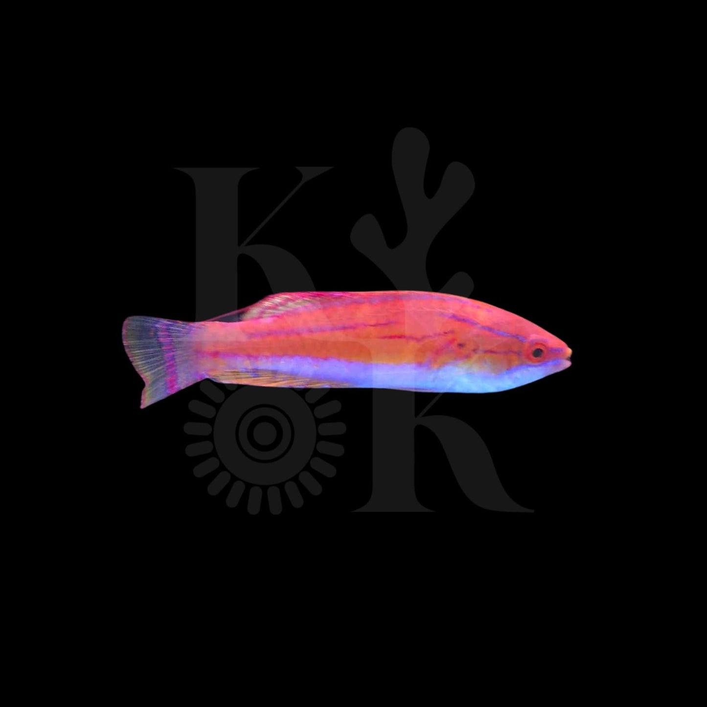 Flasher Wrasse