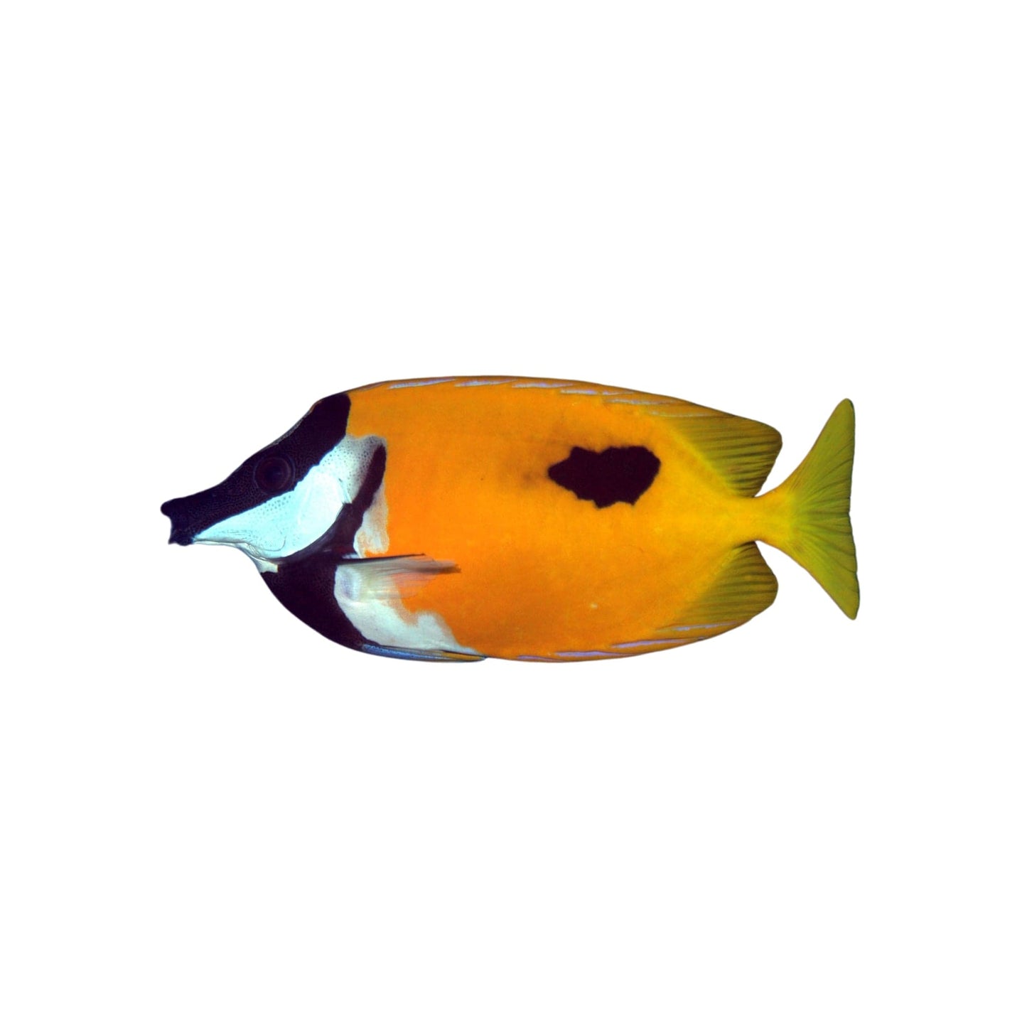 Foxface Rabbitfish (Pickup Only)