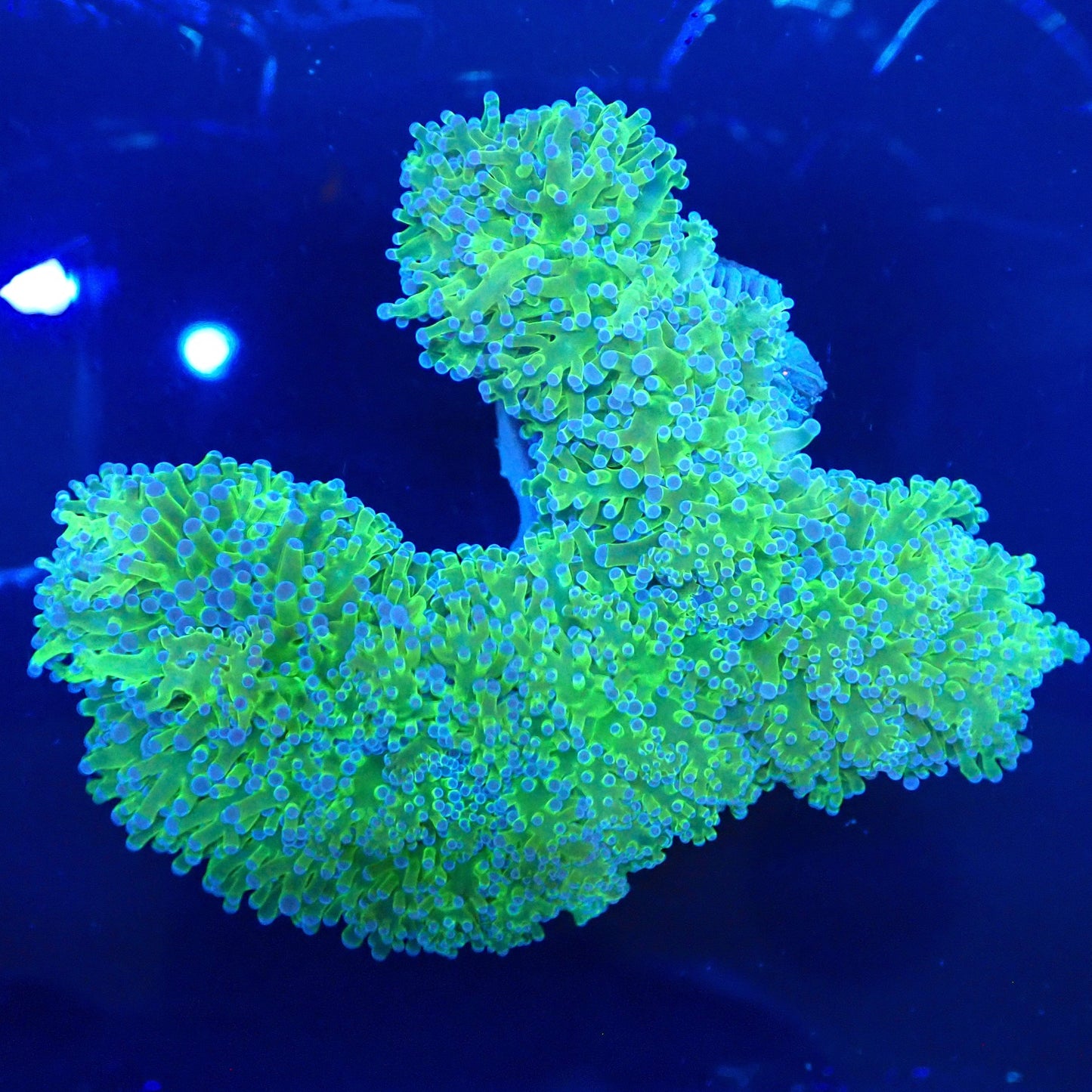 WYSIWYG Frogspawn 3