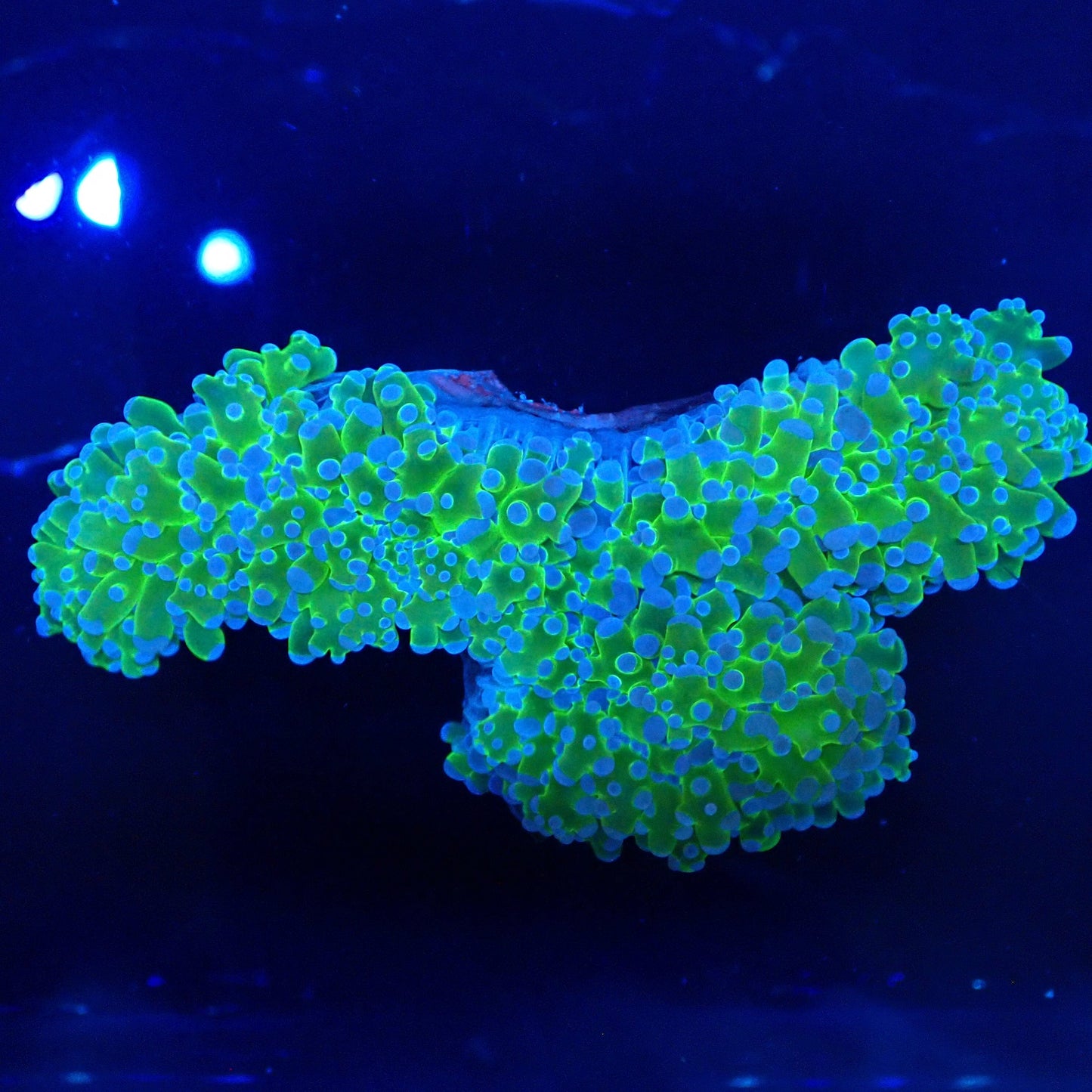 WYSIWYG Frogspawn 6