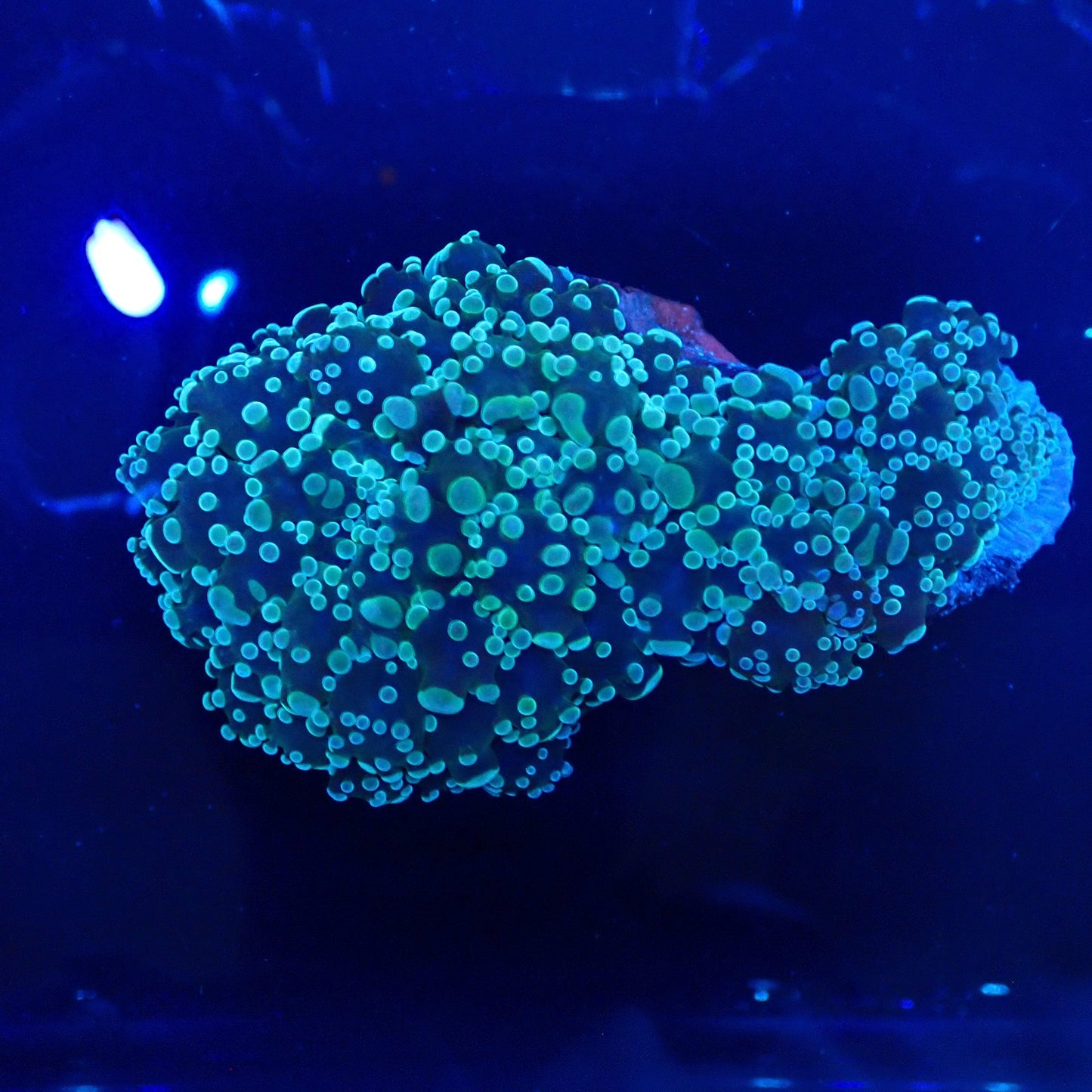 WYSIWYG Frogspawn 9