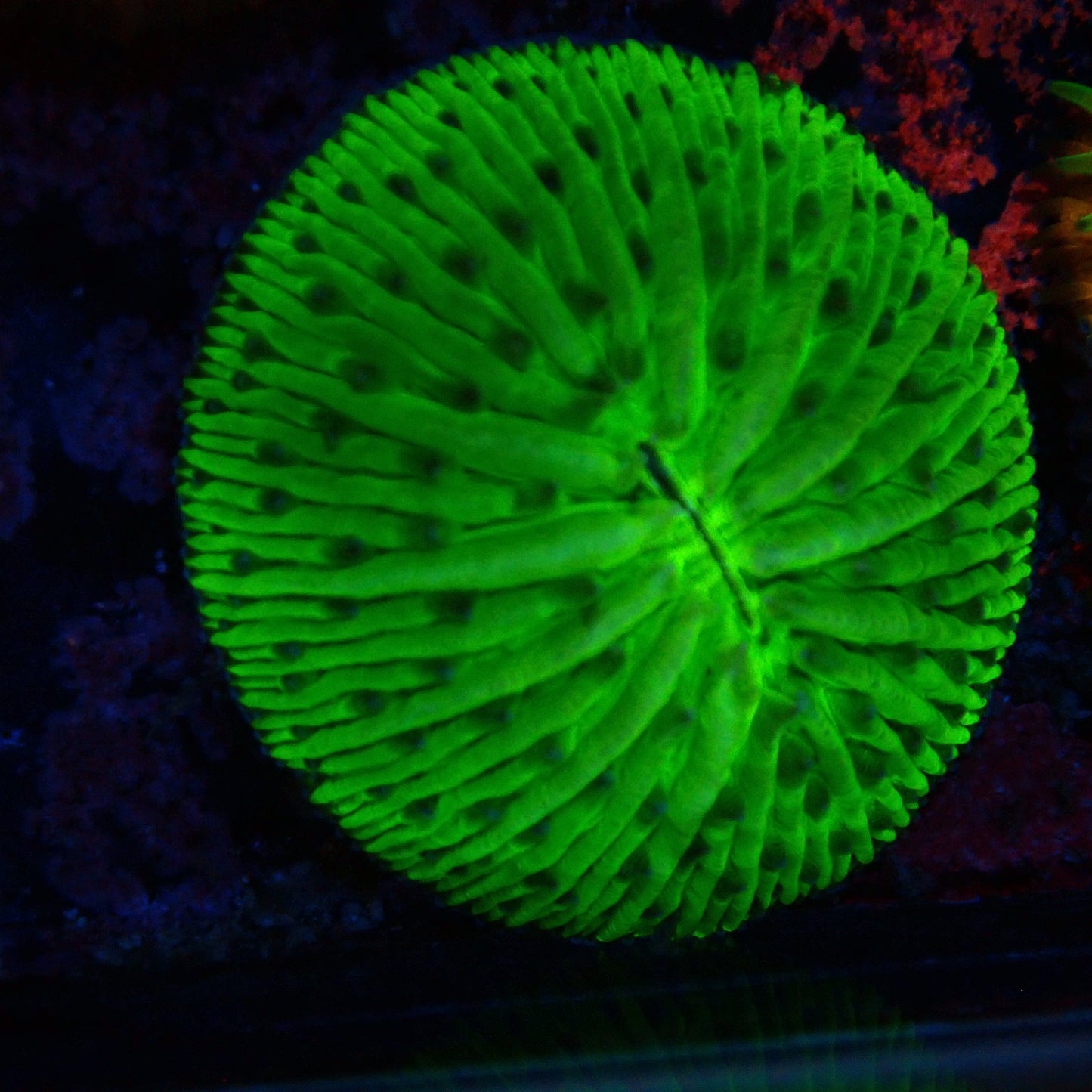 WYSIWYG Fungia 9