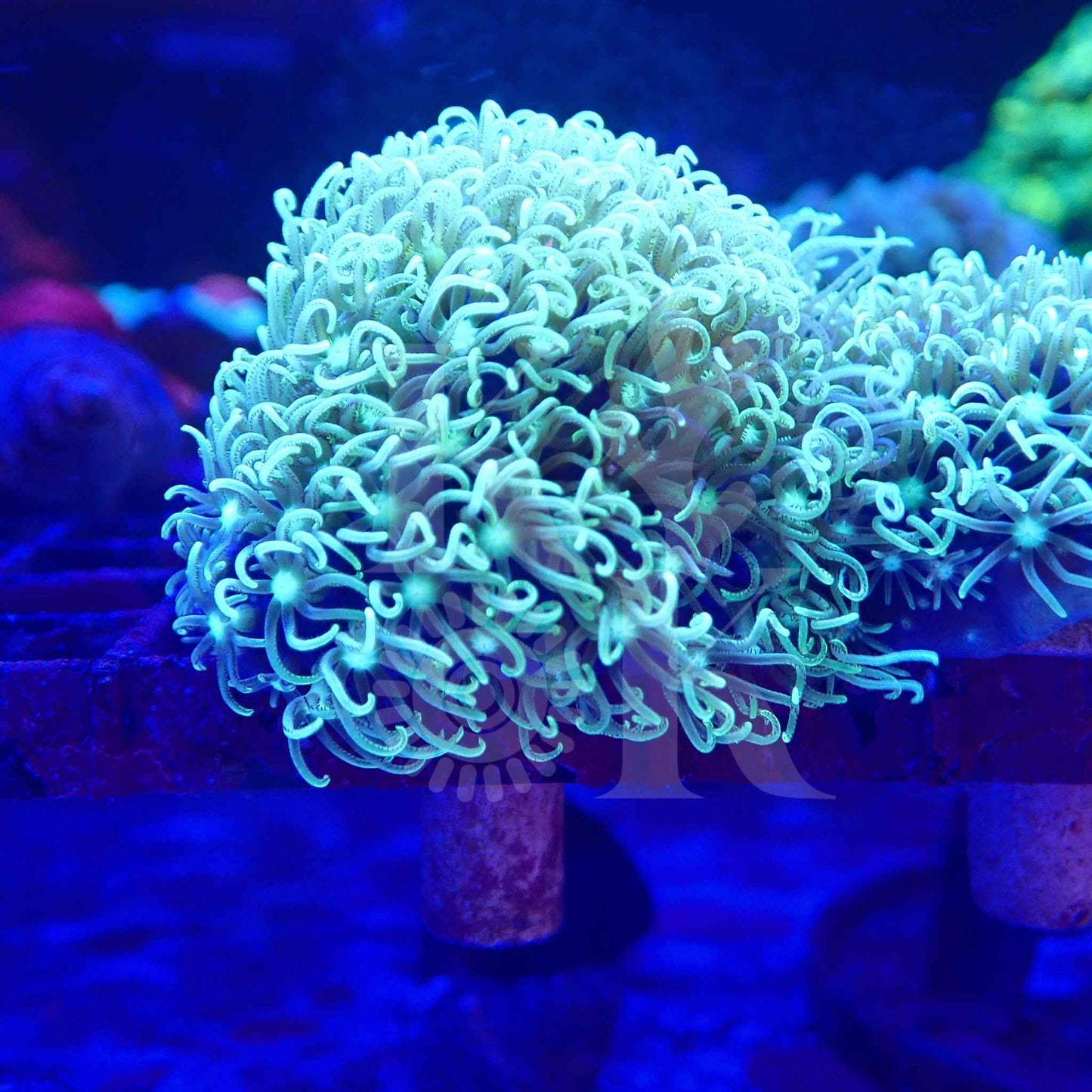 Green Star Polyps (GSP)