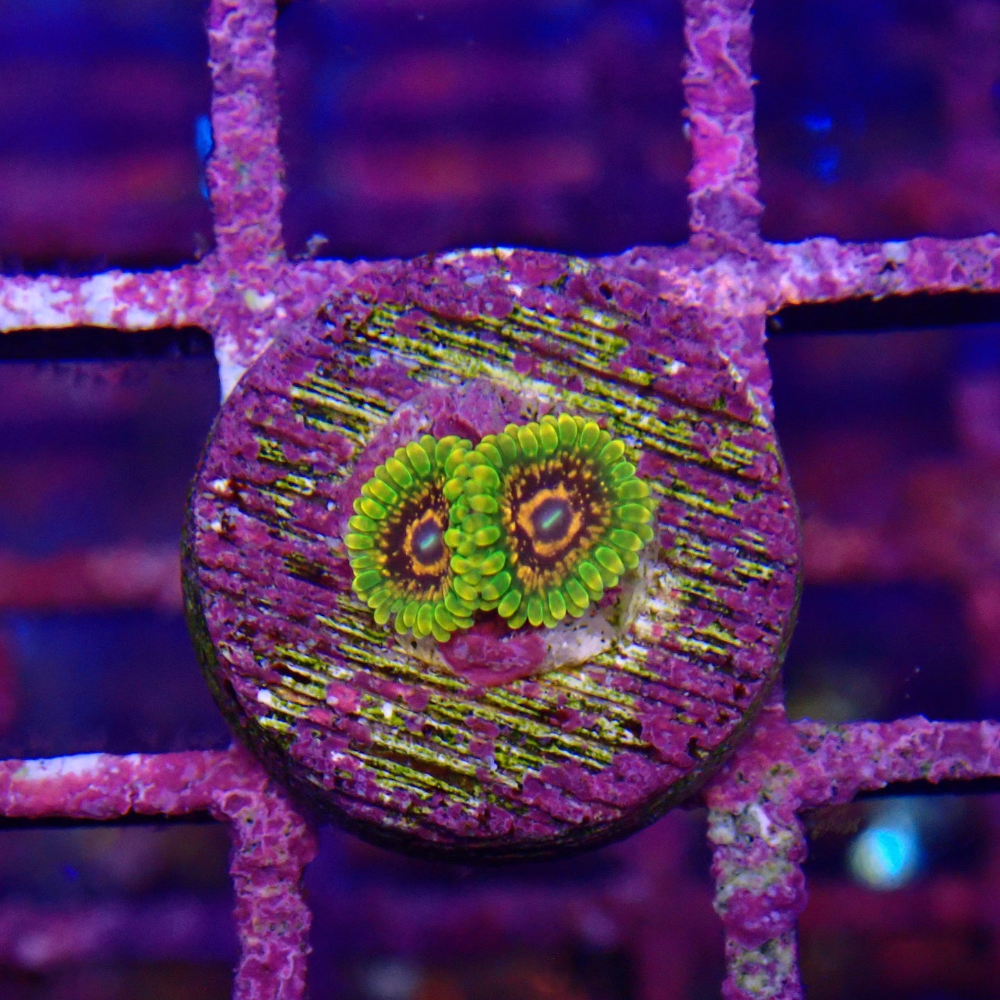 GMK Zoanthid Frag