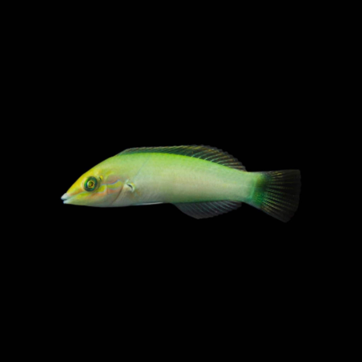 Green Coris Wrasse