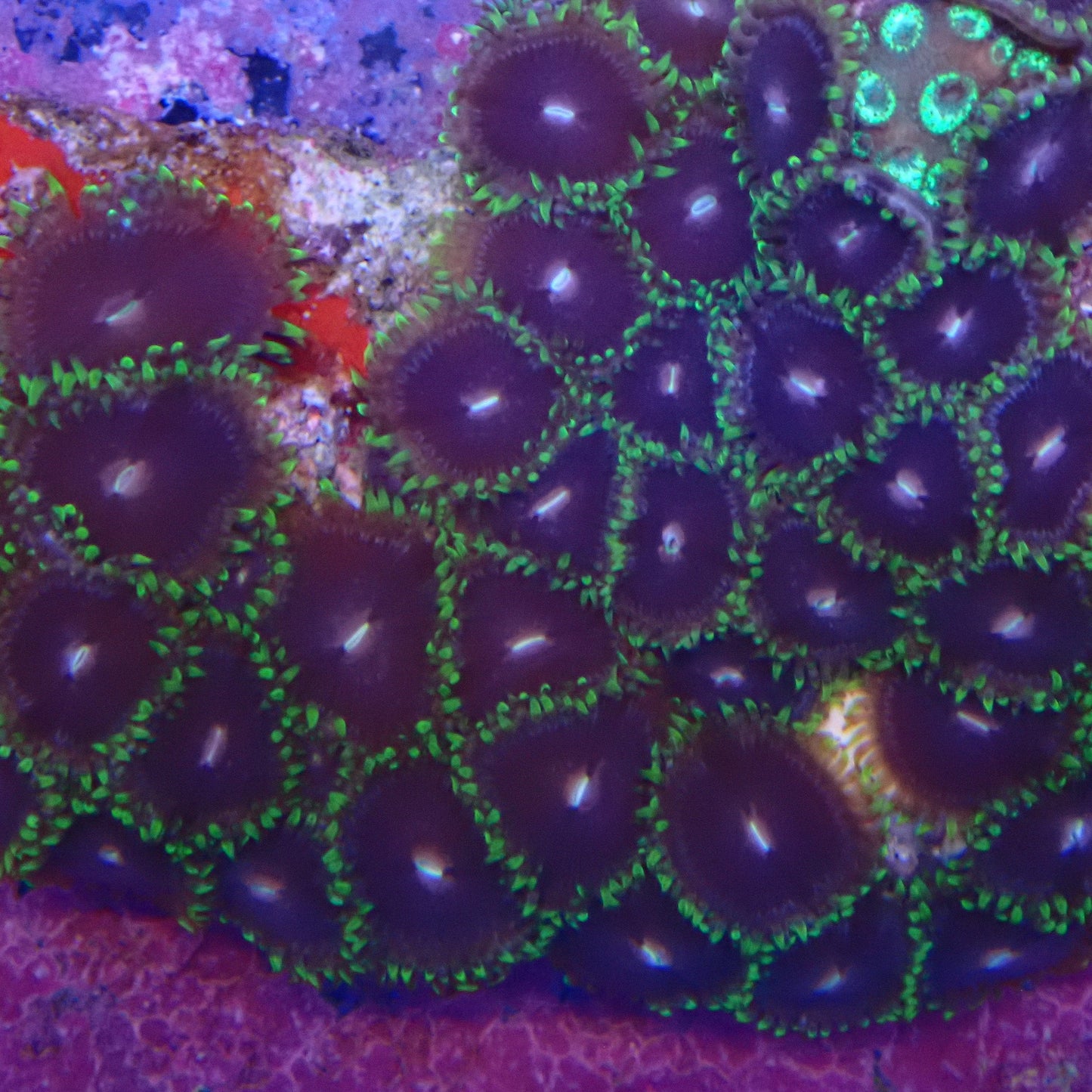 Green and Blue Zoanthid Frag