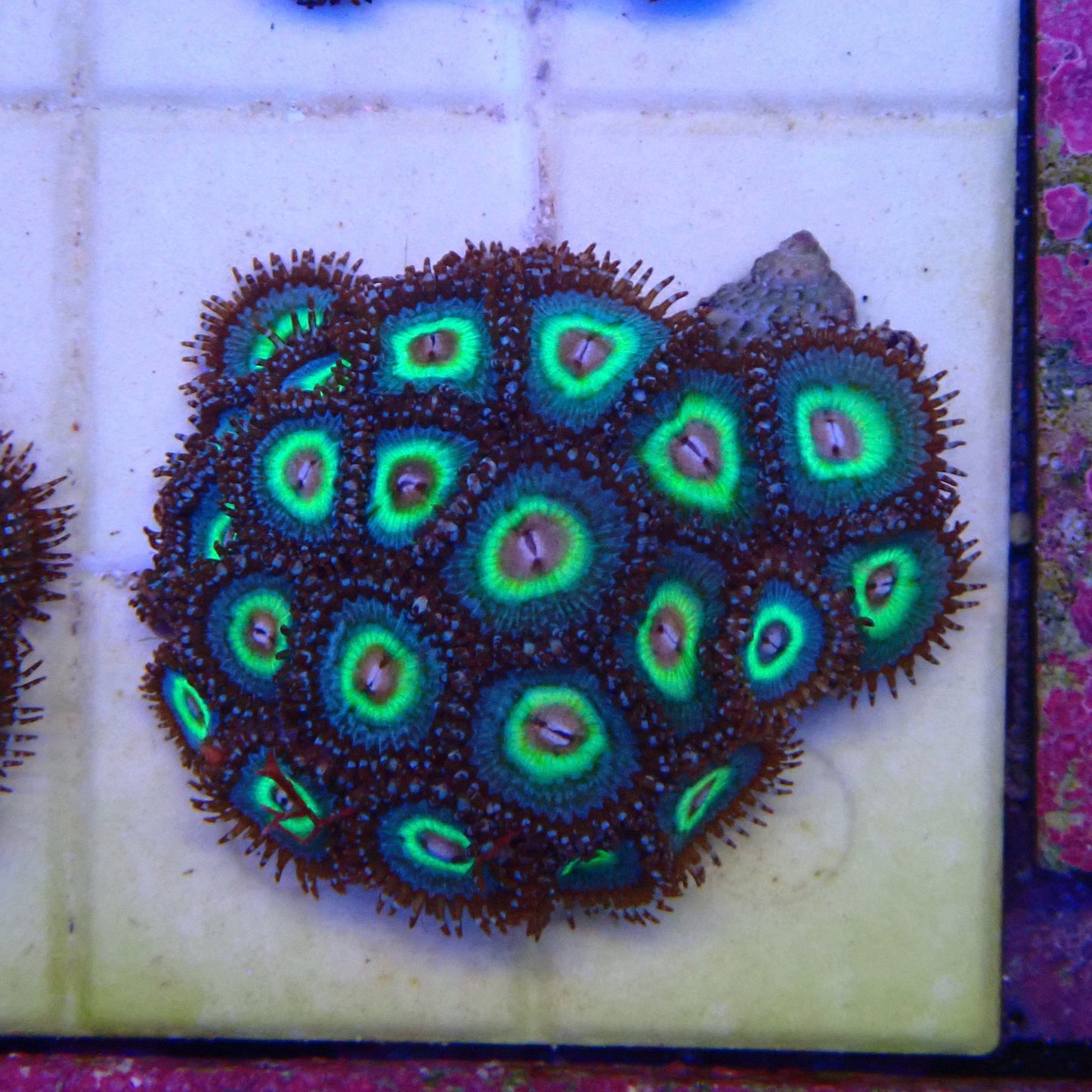 Green Cats Eye Zoanthid Frag