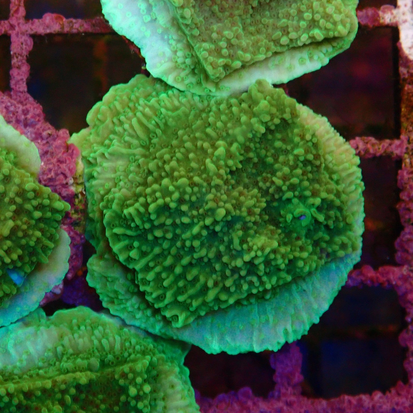 Green Montipora Frag