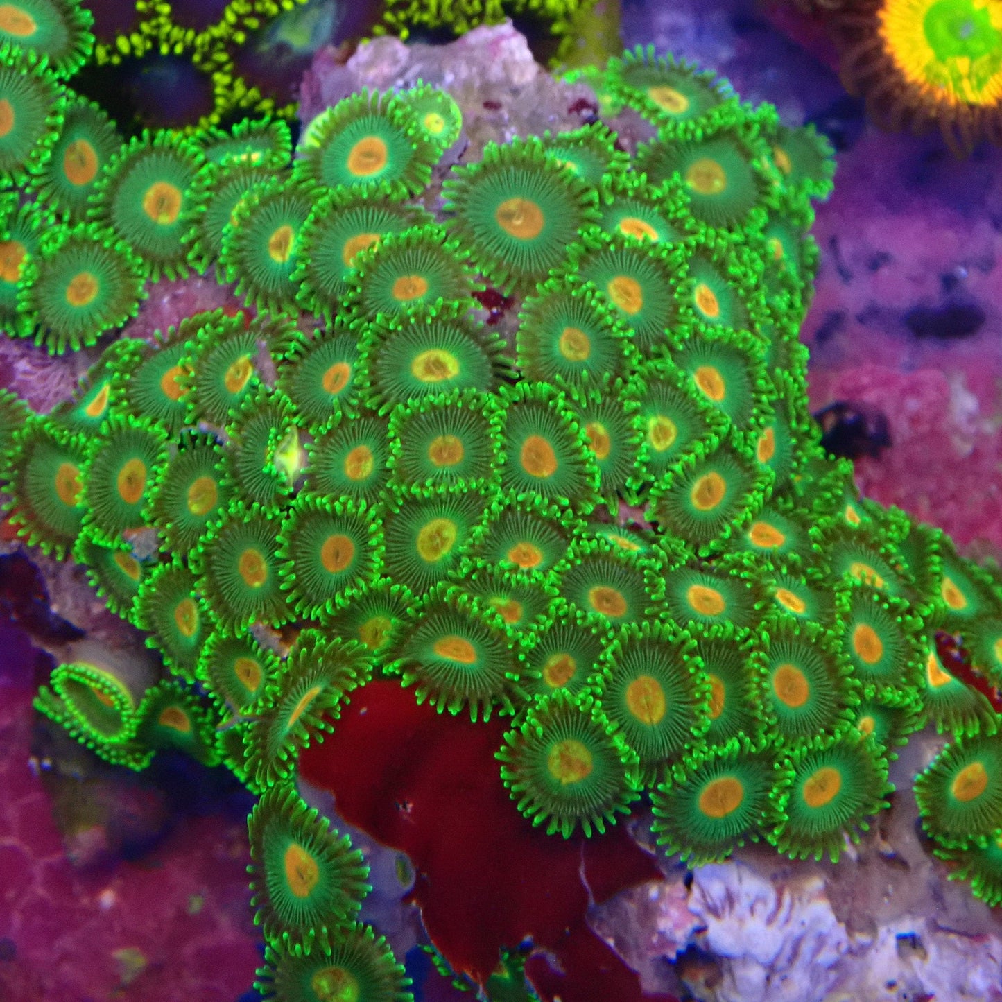 Radioactive Campfire Zoanthid Frag