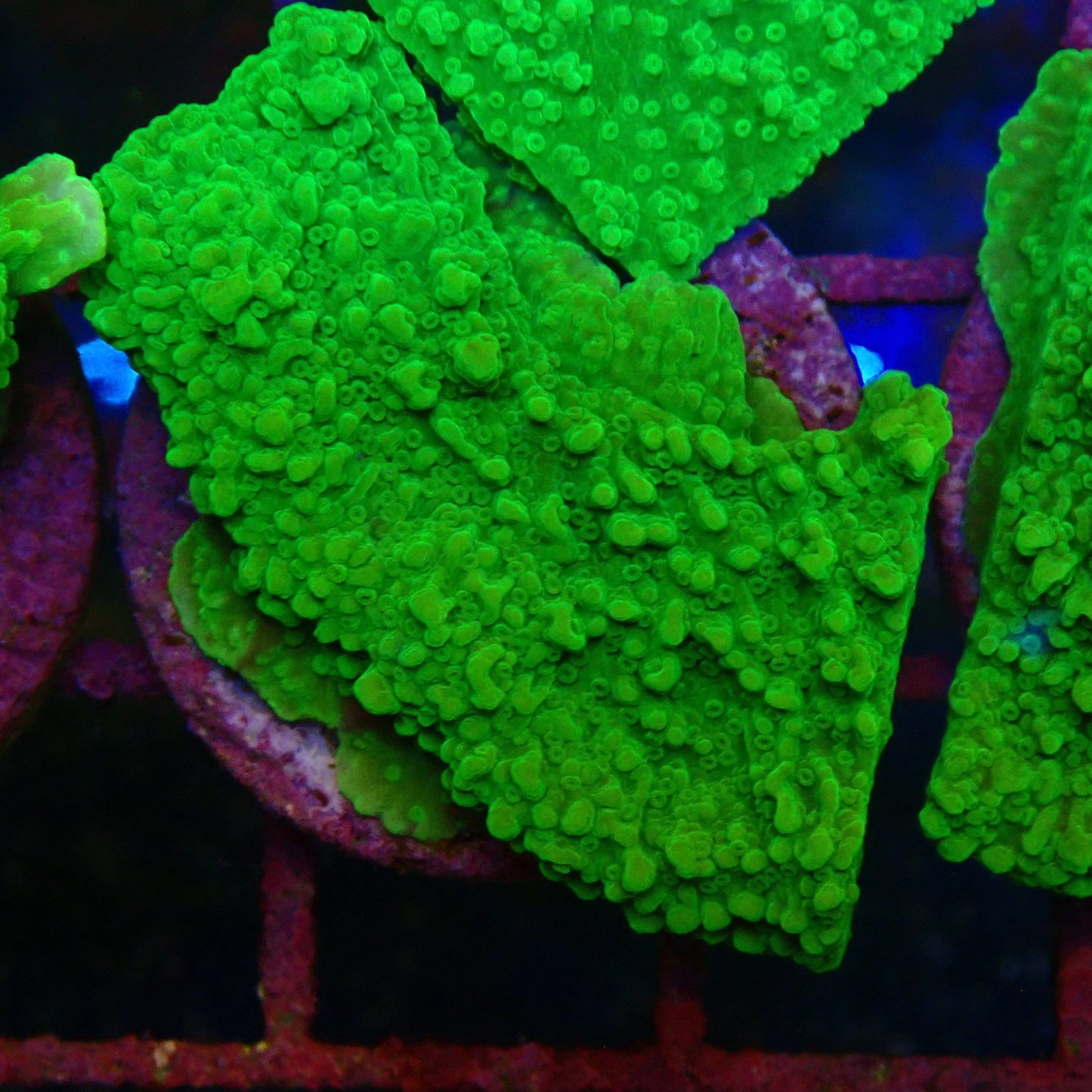 Green Plating Montipora Frag