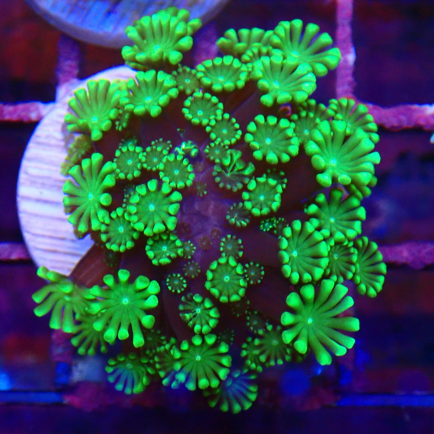 Green Alveo Frag
