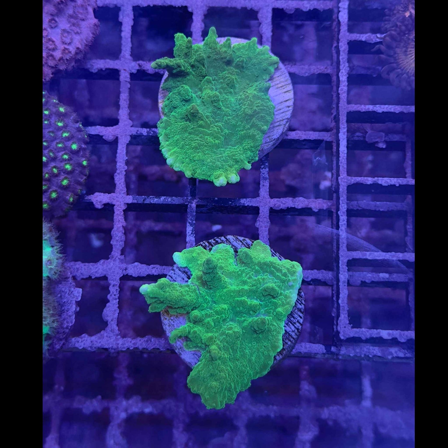 Hirsuta Montipora