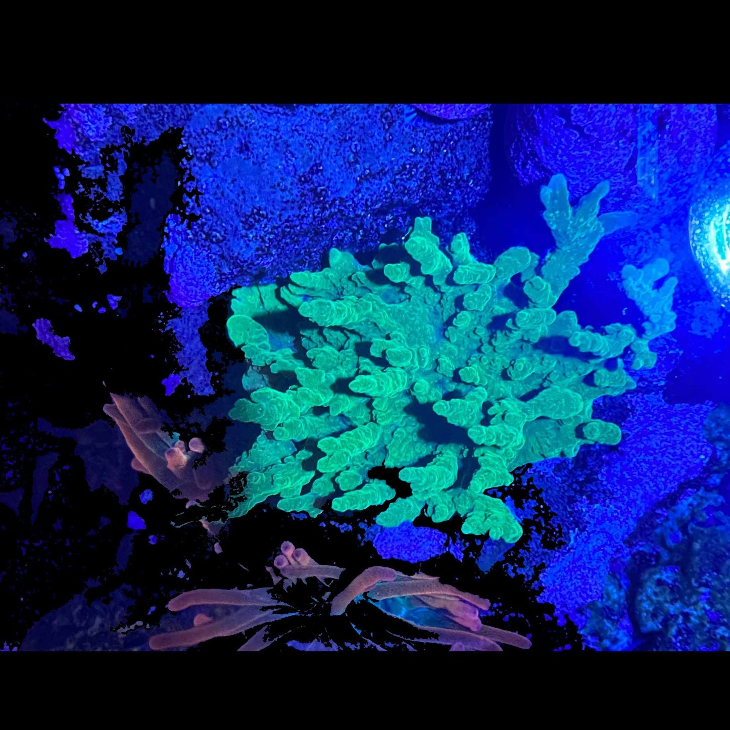Hirsuta Montipora